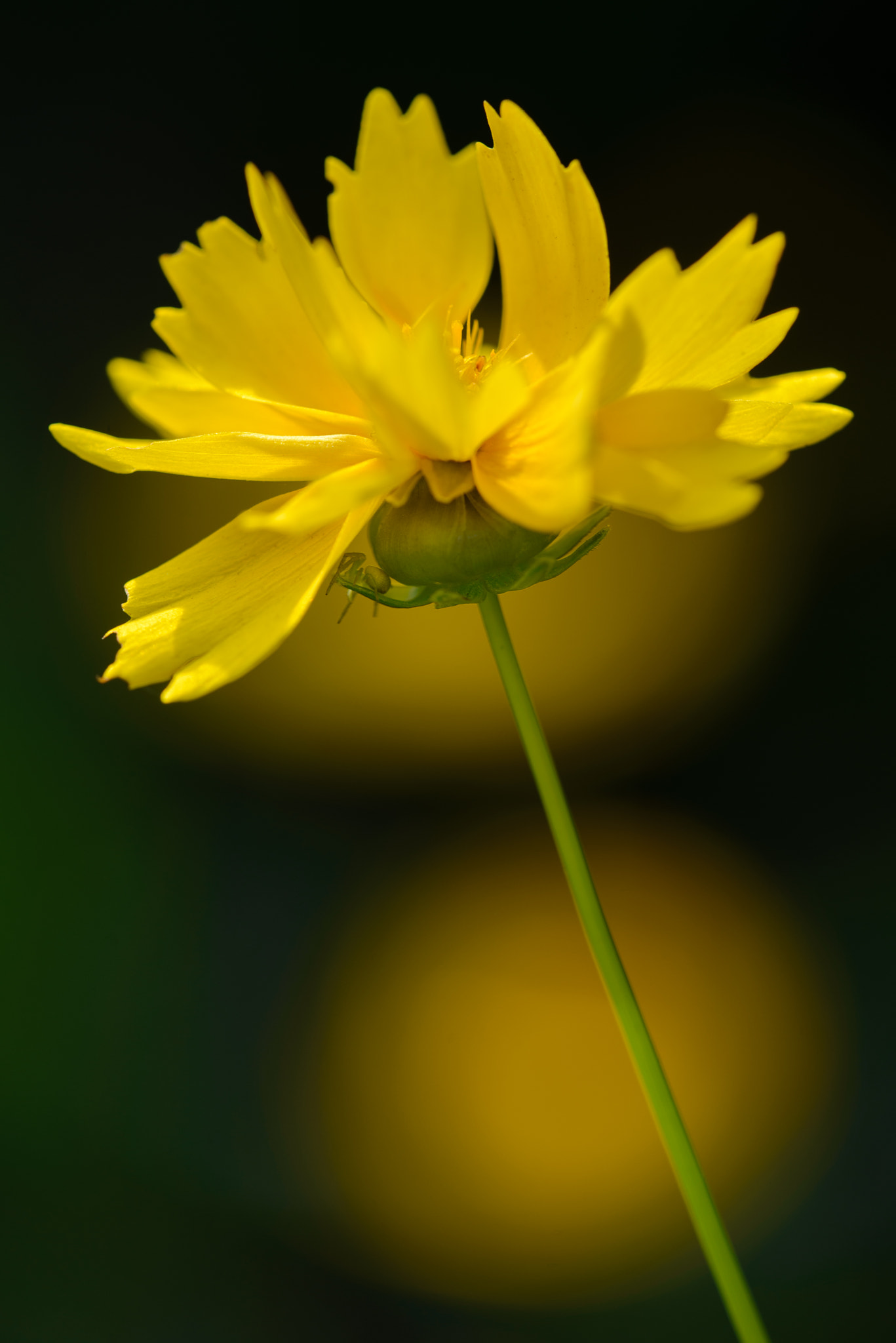 Sigma 150mm F2.8 EX DG Macro HSM sample photo. Yellow photography