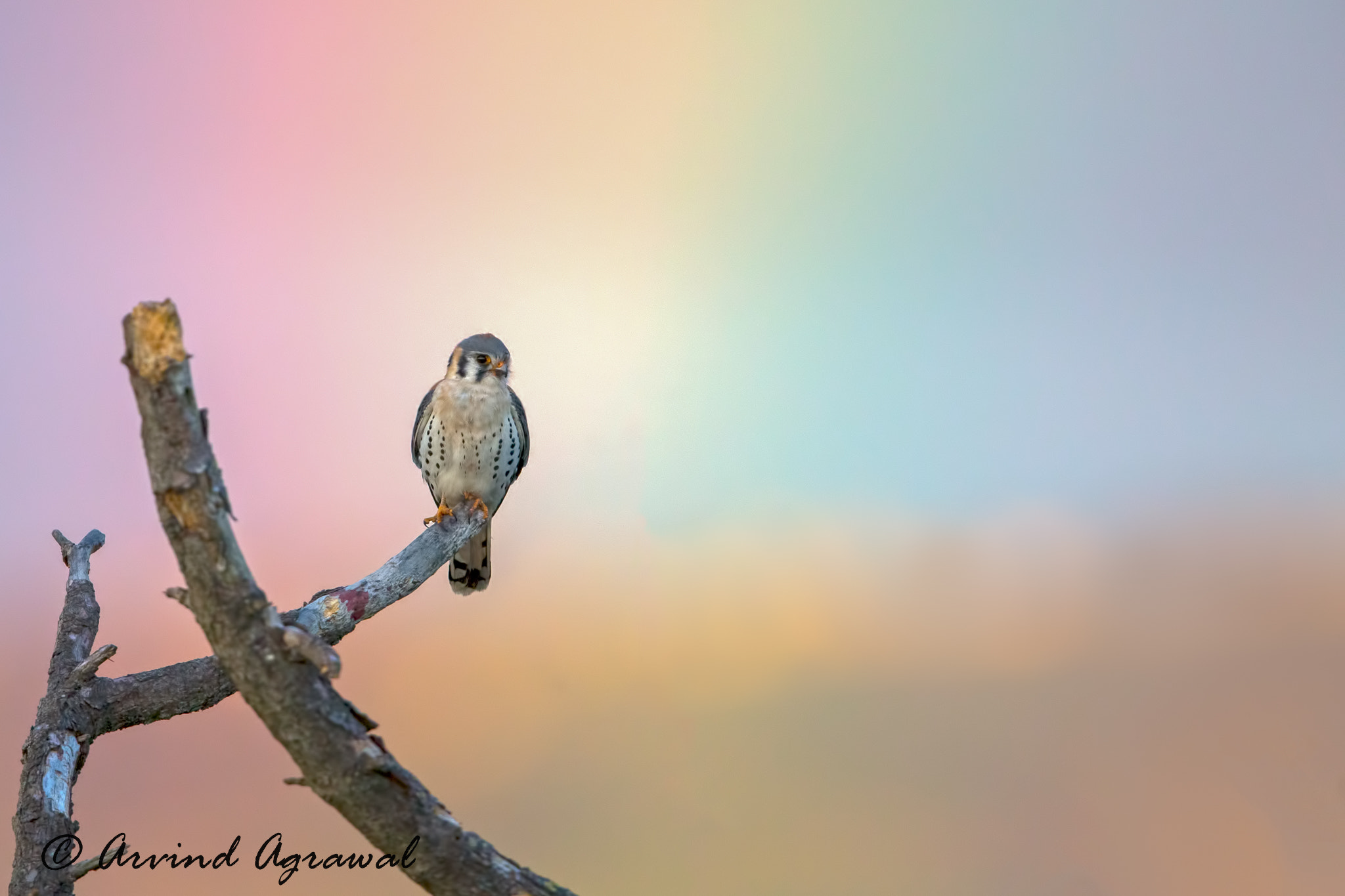 Canon EOS-1D X + Canon EF 600mm F4L IS II USM sample photo. Kestrel in rainbow - img photography