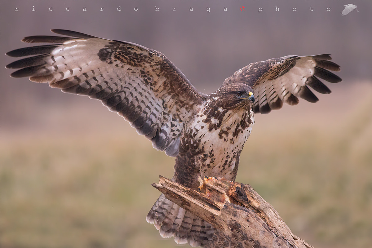 Canon EOS 70D + Canon EF 400mm F5.6L USM sample photo. Common buzzard photography