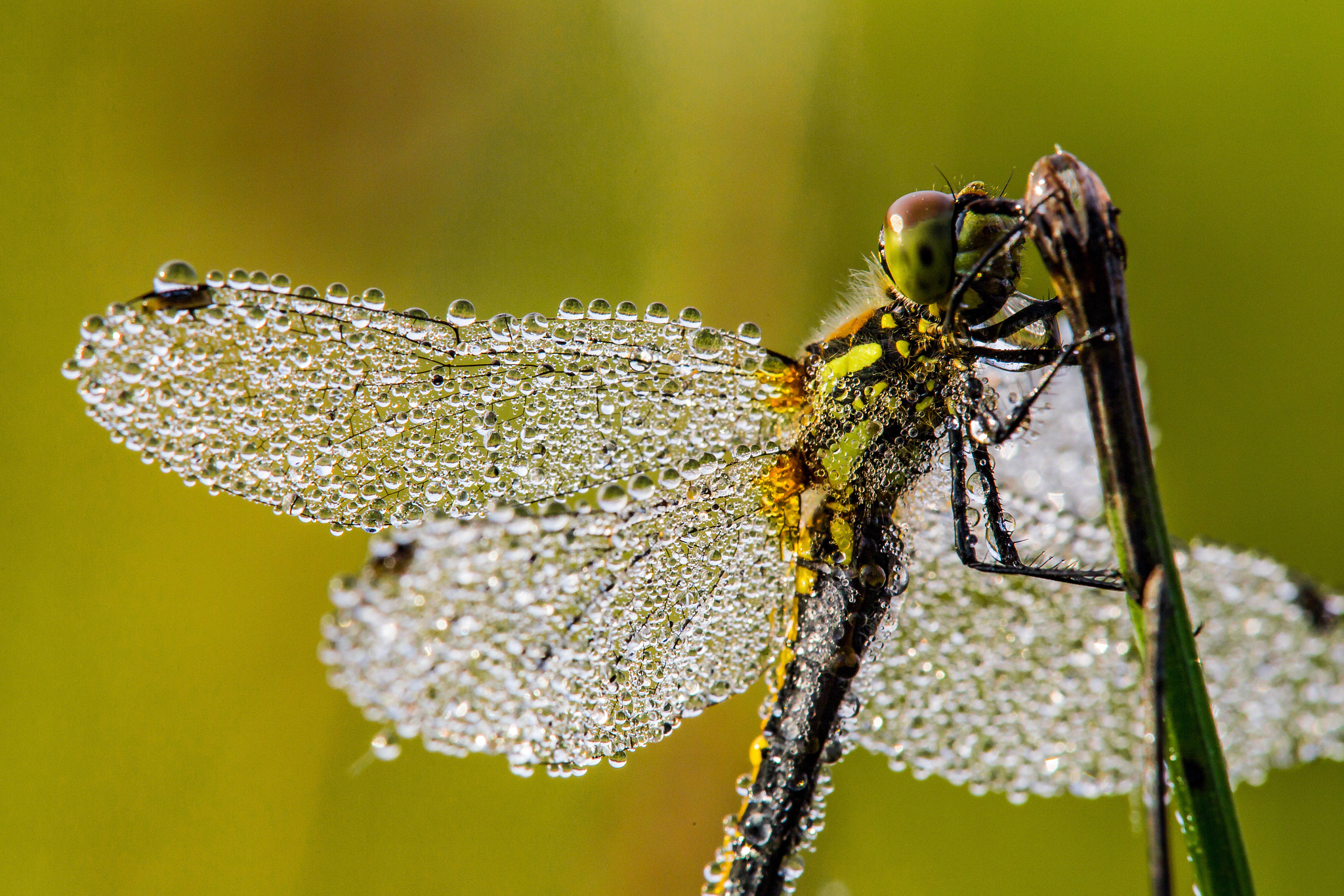 Tamron SP AF 180mm F3.5 Di LD (IF) Macro sample photo. Dragonfly morning photography