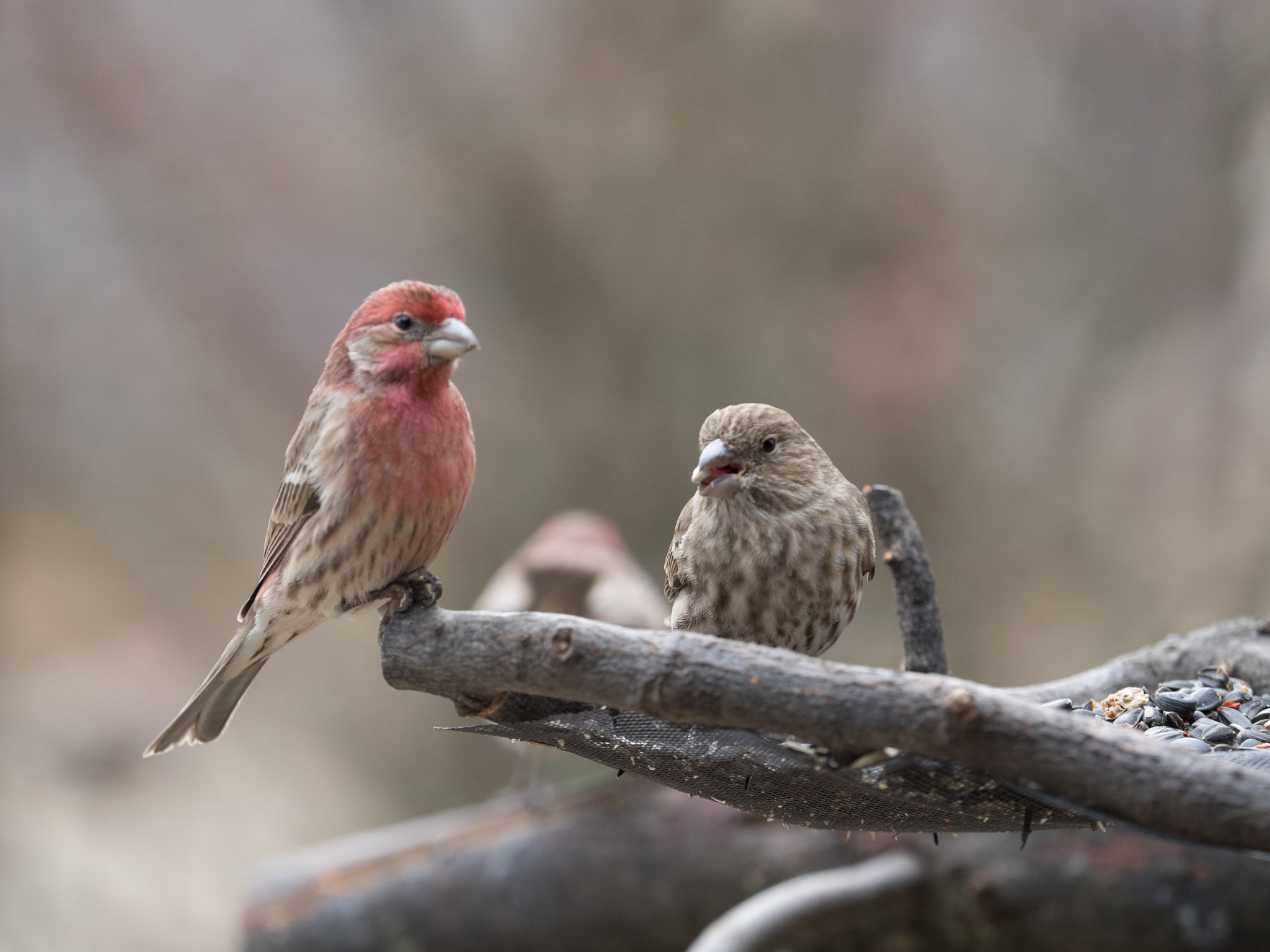 Olympus OM-D E-M1 + Olympus M.Zuiko Digital ED 40-150mm F2.8 Pro sample photo. Birds_pa_20170203_2167.jpg photography