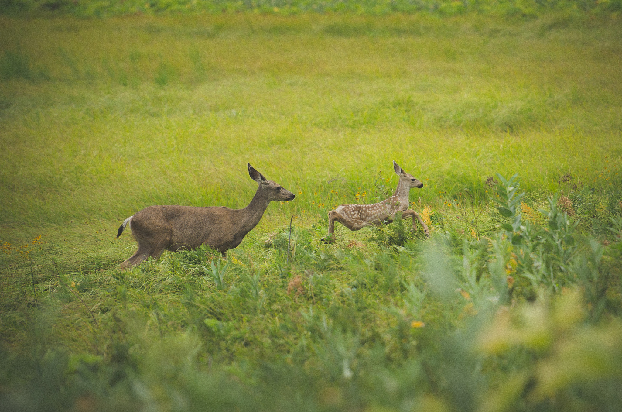 Nikon AF-S Nikkor 70-200mm F2.8G ED VR II sample photo. Deer and her fawn in yellowstone national park ca usa photography