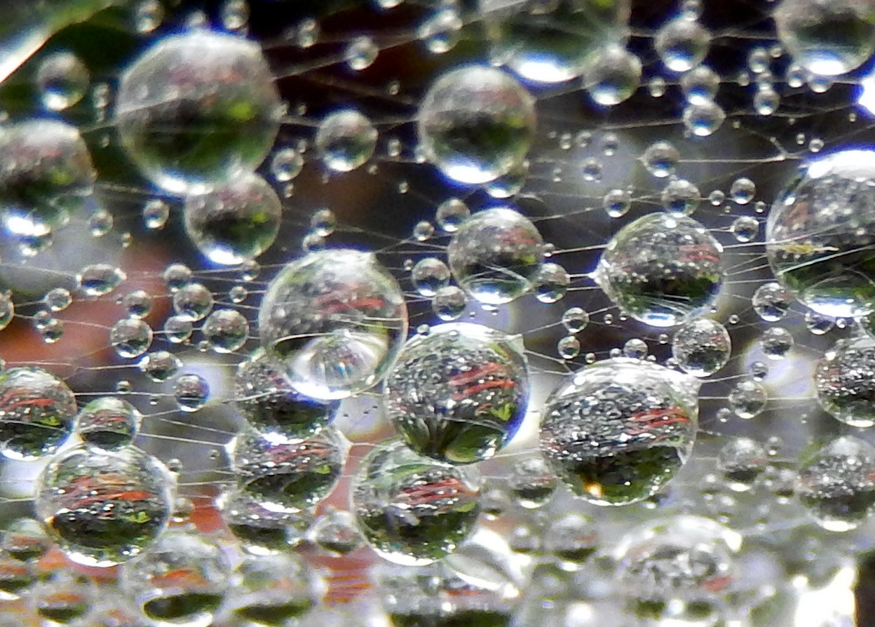 Nikon COOLPIX S9400 sample photo. Droplets in a web photography