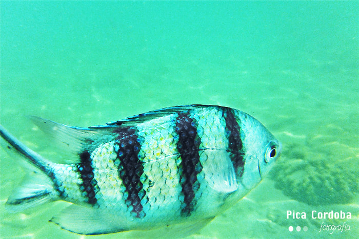 Fujifilm FinePix XP50 sample photo. Zebra fish photography