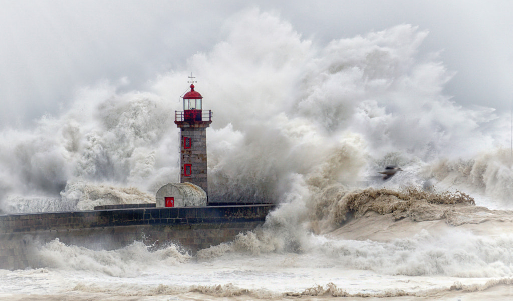 Silent Roar by Eduardo Teixeira de Sousa on 500px.com