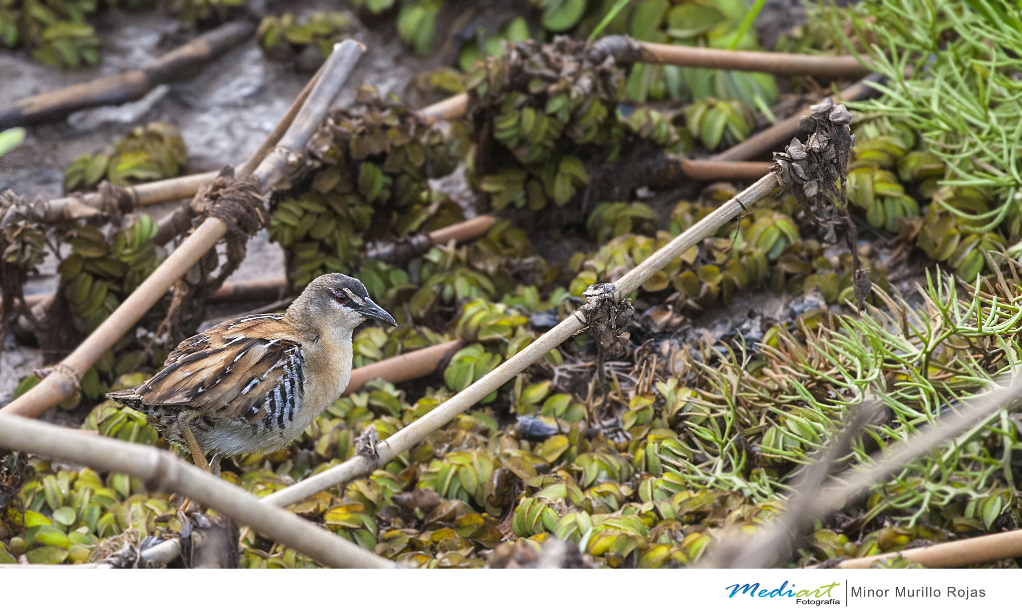 Nikon D700 sample photo. Yellow breasted crake photography