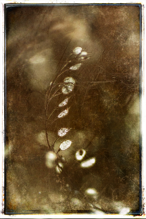 Nikon D700 sample photo. Obsession photography