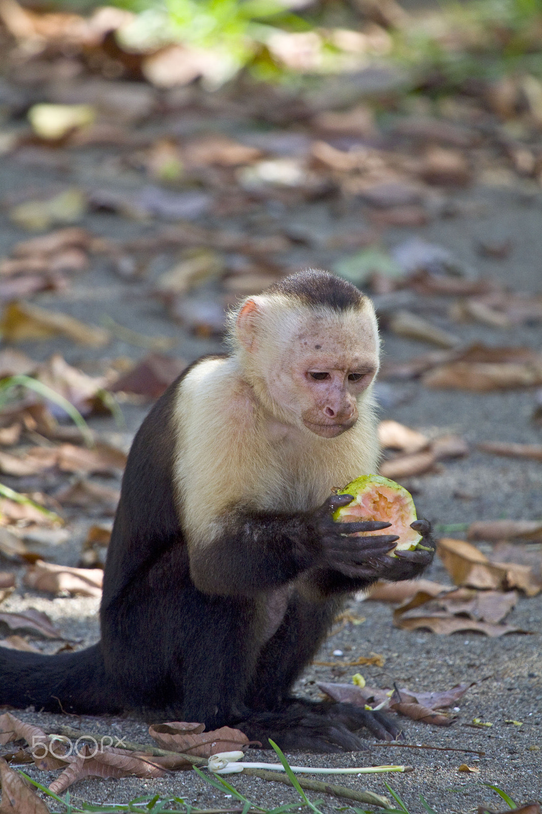 Canon EOS 50D + Canon EF 100-400mm F4.5-5.6L IS USM sample photo. Munching photography