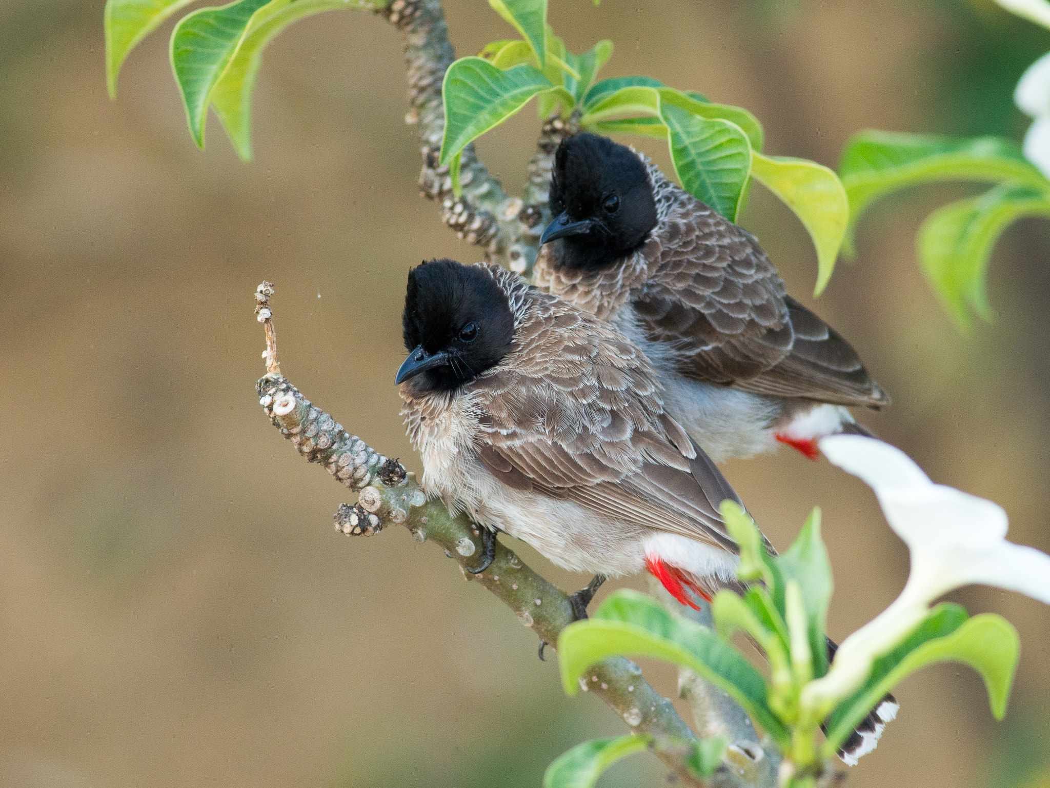 Olympus OM-D E-M1 + Metabones 400/5.6 sample photo. Red-vented bulbuls photography