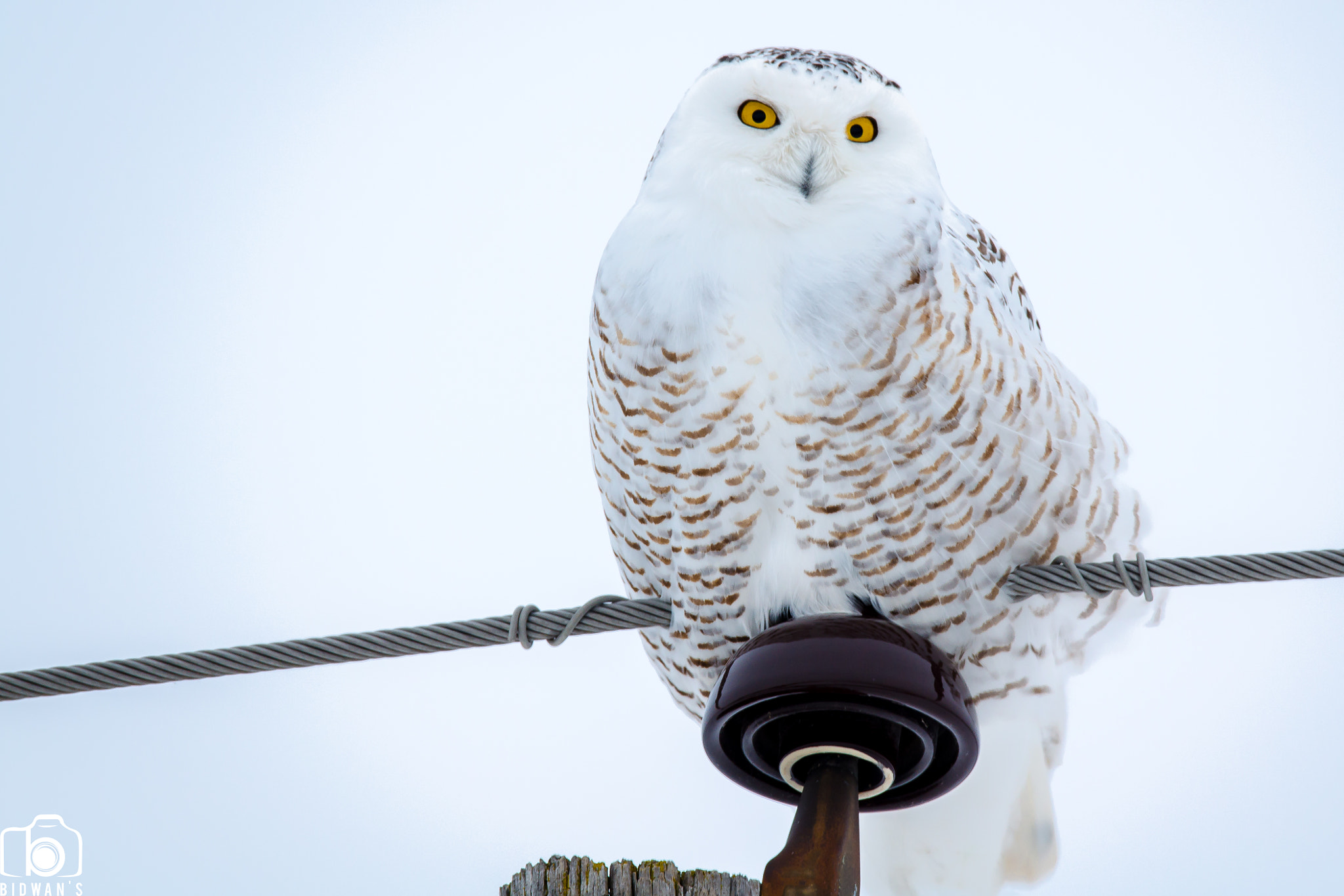 Sigma 150-600mm F5-6.3 DG OS HSM | S sample photo. Snowy owl photography