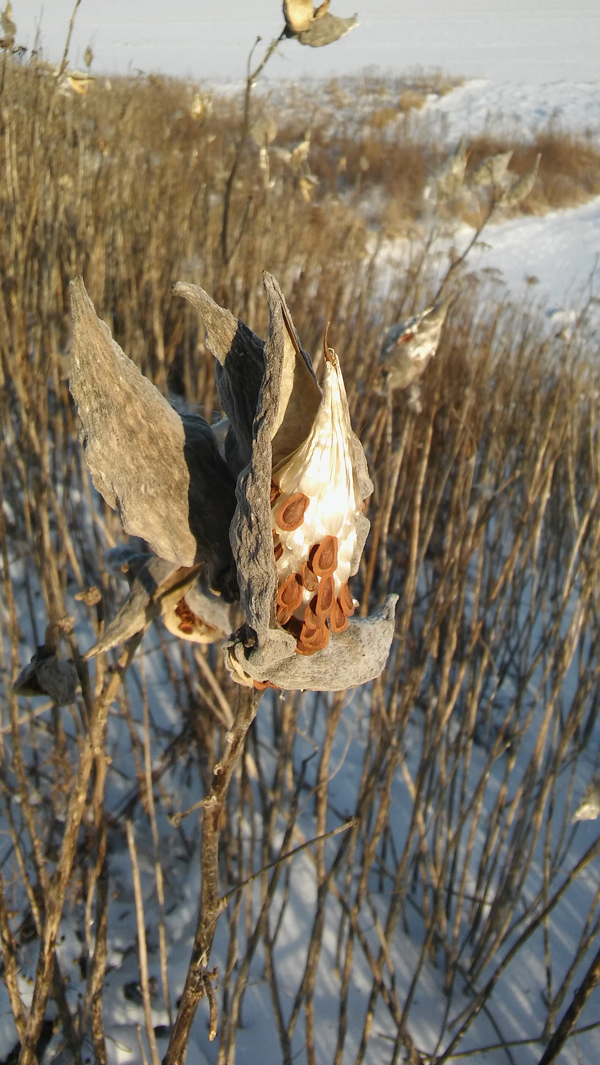 LG G4C sample photo. Macro winter plant photography