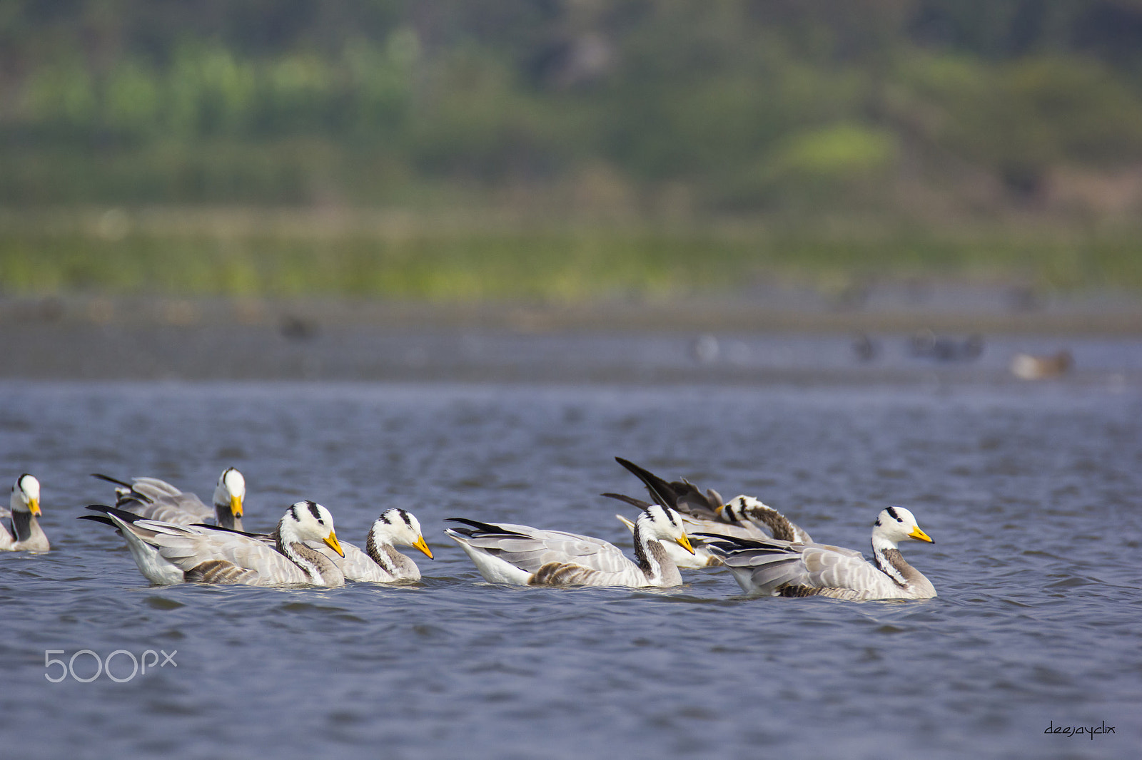 Canon EOS 60D + Tamron SP 150-600mm F5-6.3 Di VC USD sample photo. Bar headed geese photography