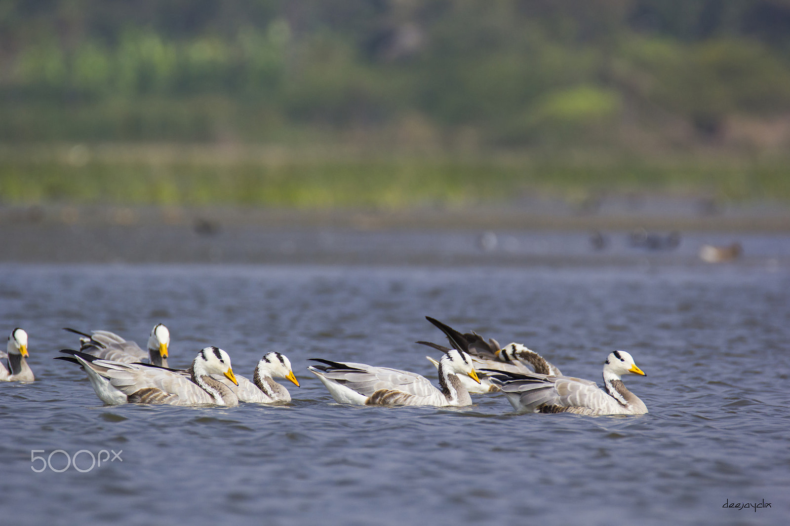 Tamron SP 150-600mm F5-6.3 Di VC USD sample photo. Bar headed geese photography