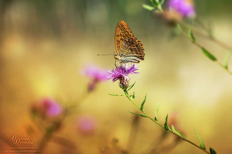 Pentax smc DA 55-300mm F4.0-5.8 ED sample photo. Butterfly photography