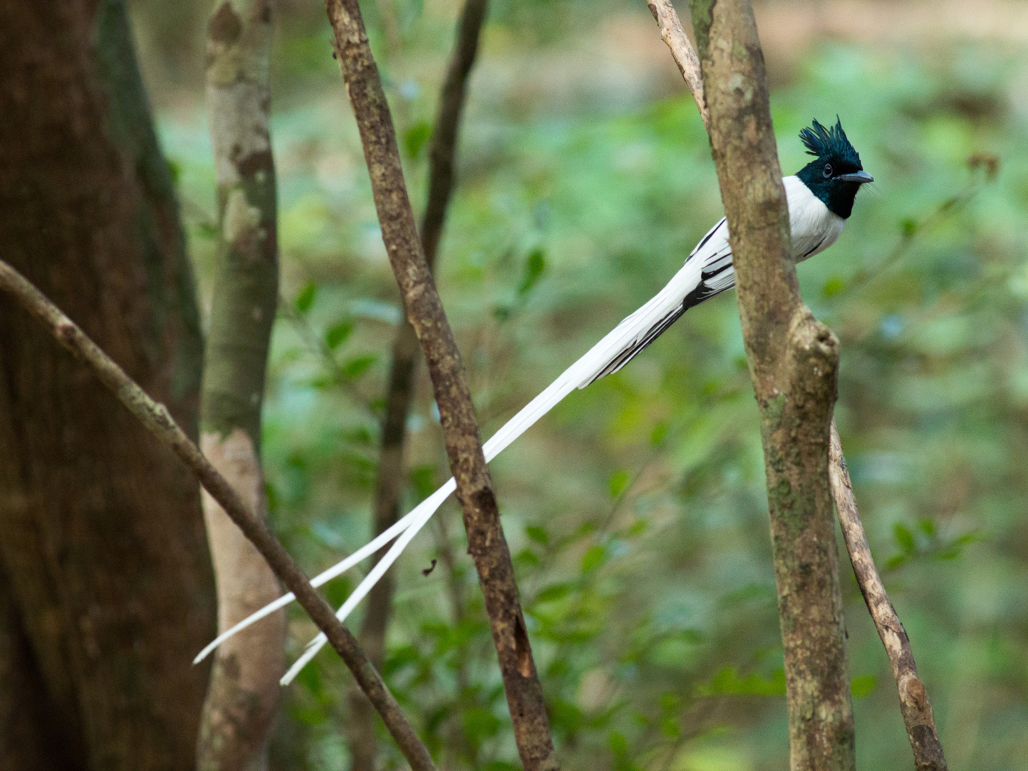Metabones 400/5.6 sample photo. Indian paradise flycatcher photography