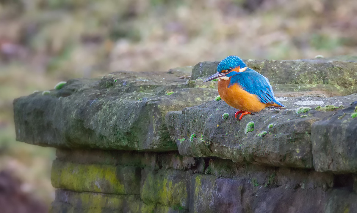 150-600mm F5-6.3 DG OS HSM | Contemporary 015 sample photo. Eisi (kingfisher) photography