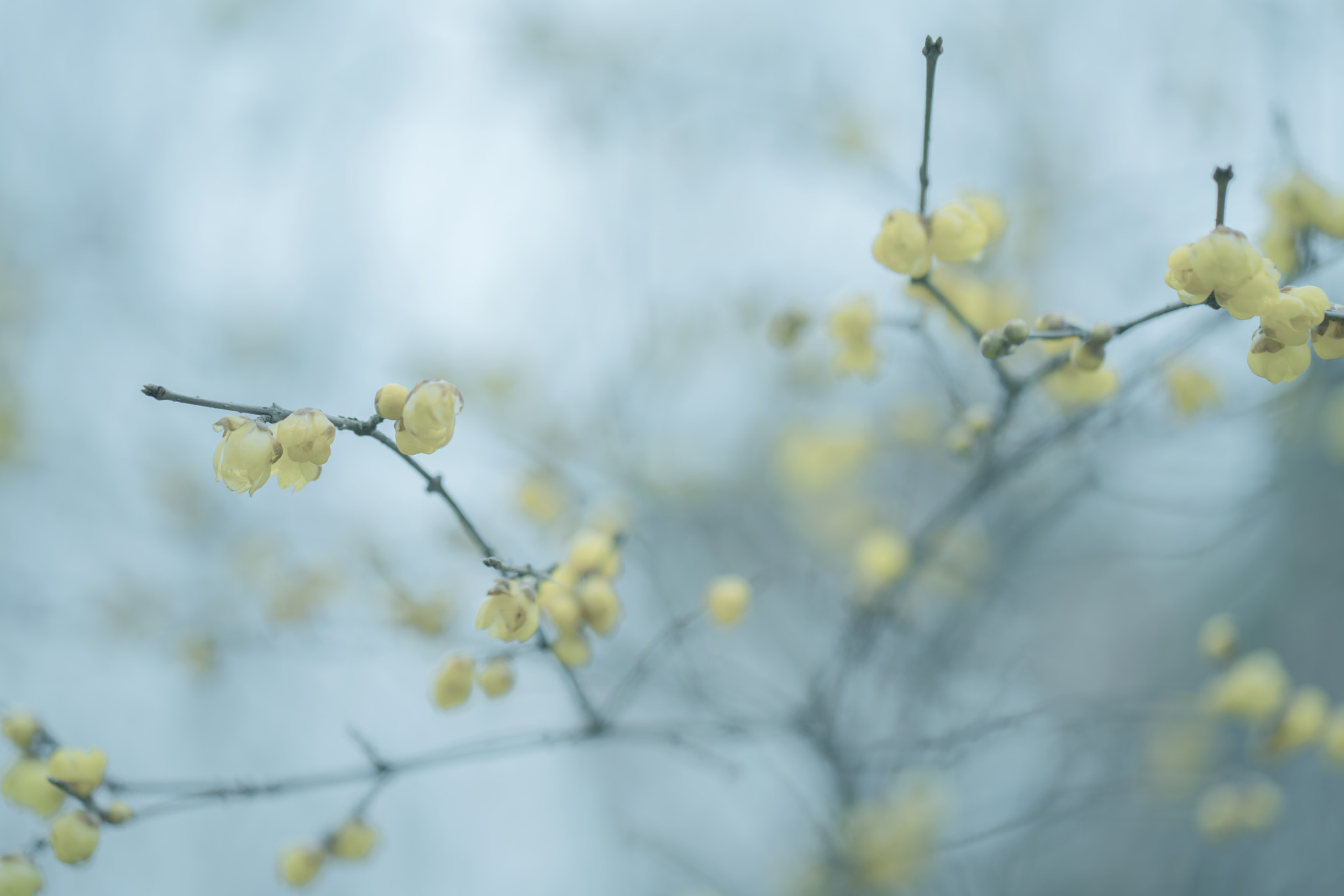 ZEISS Batis 85mm F1.8 sample photo