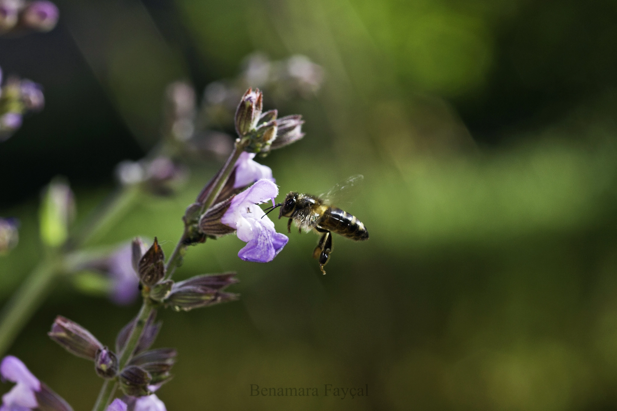 Canon EOS 7D + Sigma 105mm F2.8 EX DG Macro sample photo. Freez photography