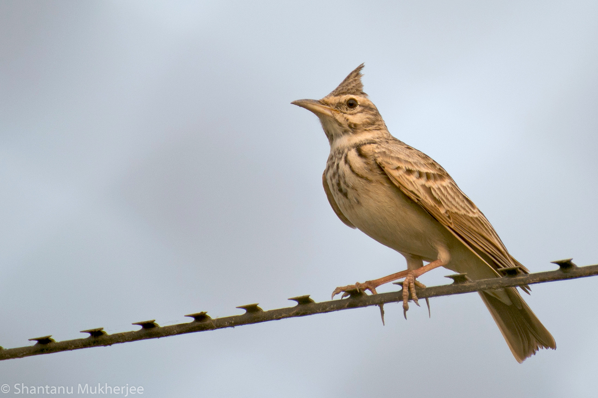 Canon EOS 70D + Tamron SP 35mm F1.8 Di VC USD sample photo. Crested lark photography