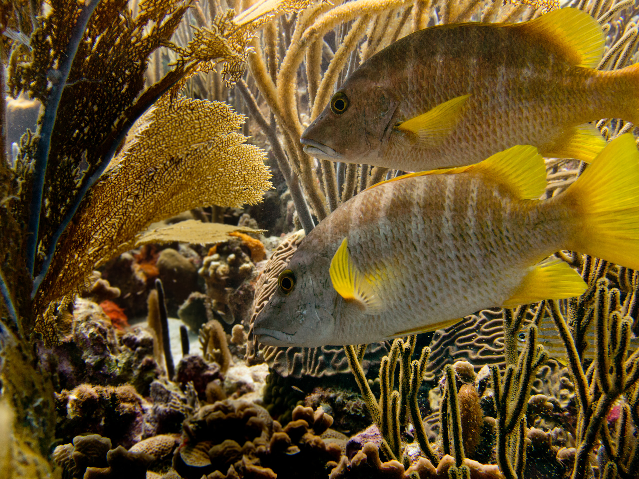 Olympus M.Zuiko Digital 14-42mm F3.5-5.6 II sample photo. Underwater_bonaire_20110621_0525-edit.jpg photography