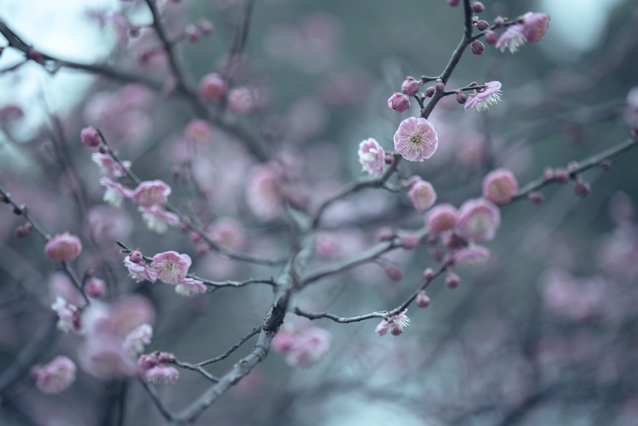 ZEISS Batis 85mm F1.8 sample photo