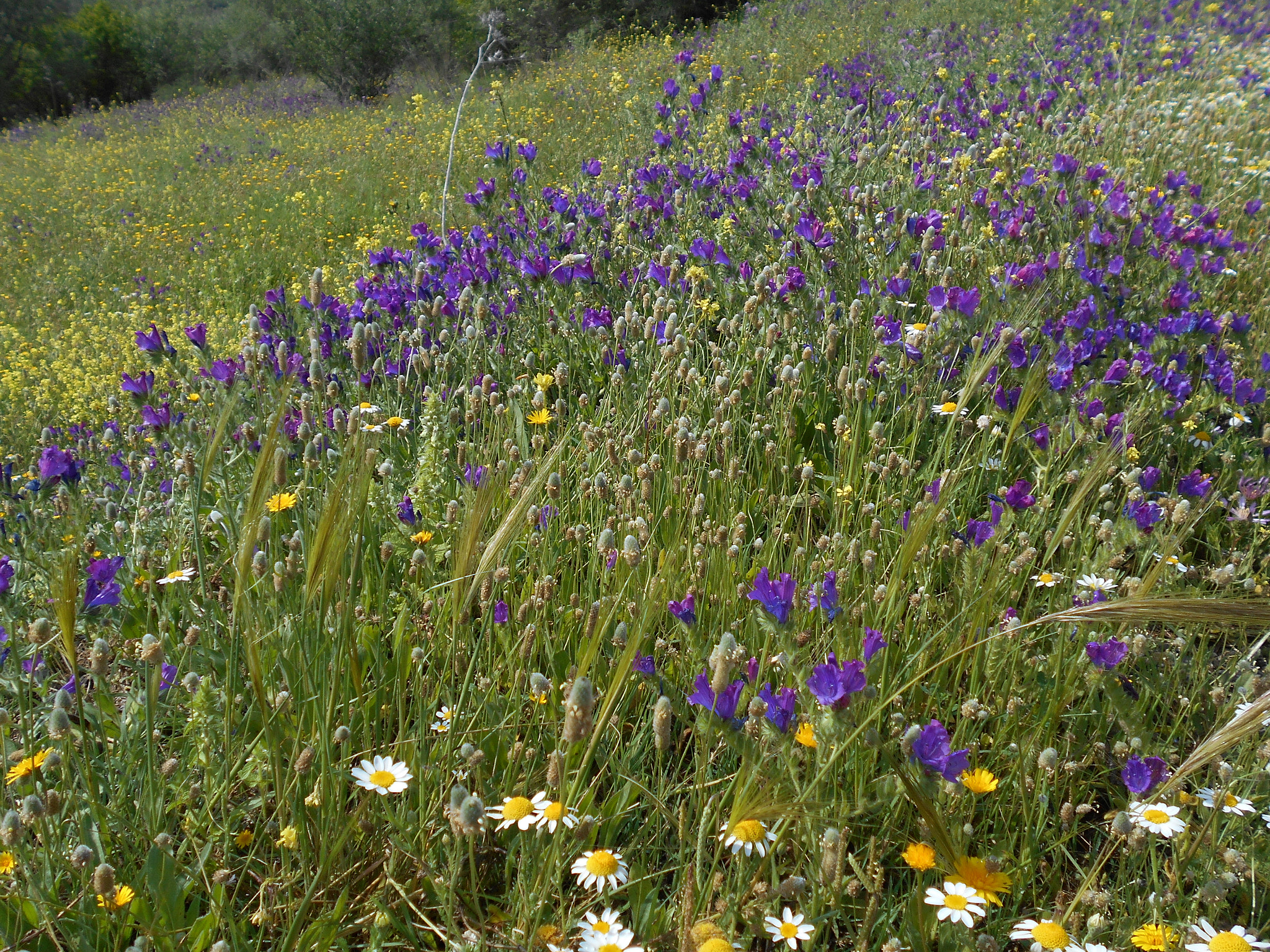 Nikon COOLPIX S2800 sample photo. Spring wildflowers photography