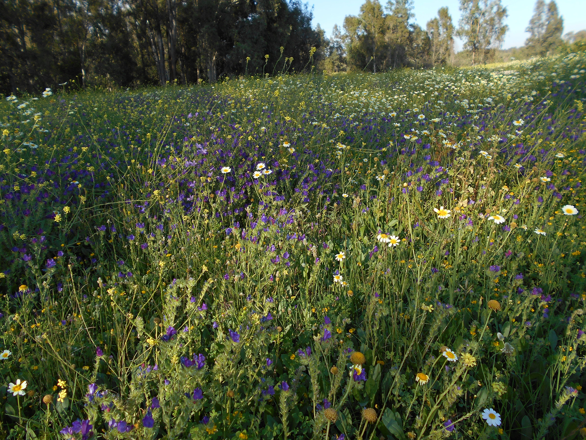 Nikon COOLPIX S2800 sample photo. Wildflowers by the river photography