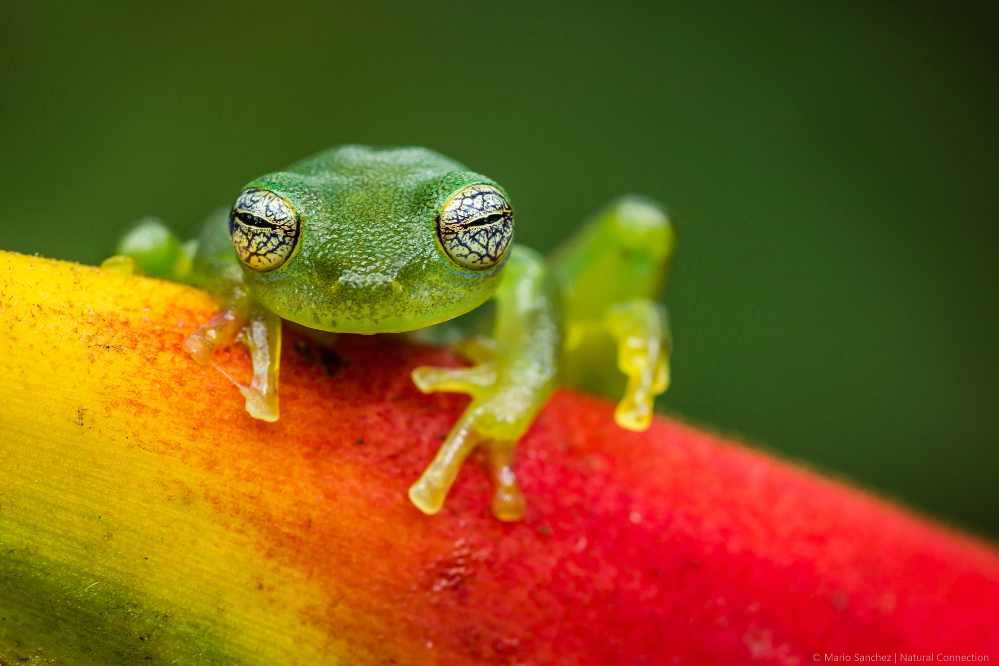 Canon EF 100mm F2.8 Macro USM sample photo. Ghost glass frog, costa rica photography