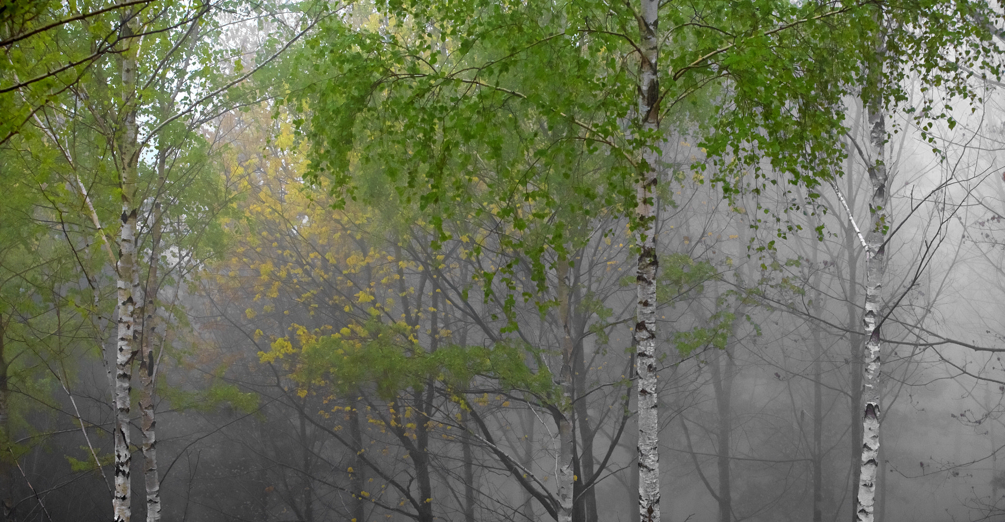 Canon EF 70-200mm F2.8L USM sample photo. Fog and green photography