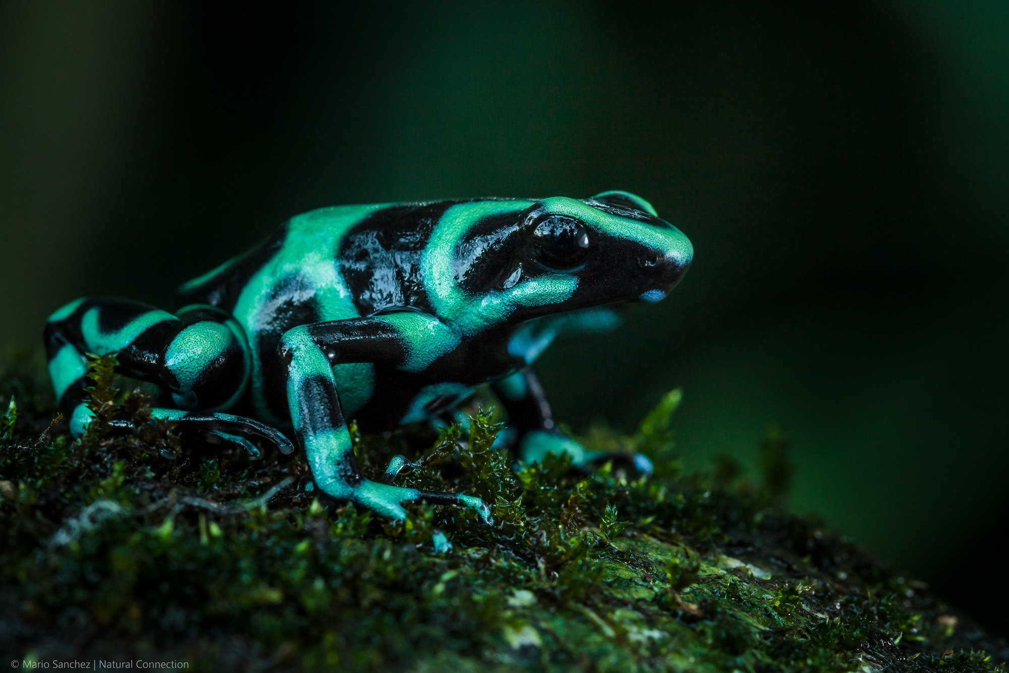 Canon EF 100mm F2.8 Macro USM sample photo. Dart frog, costa rica. photography