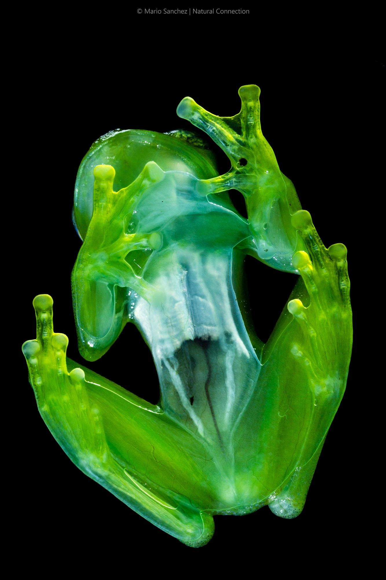 Canon EF 100mm F2.8 Macro USM sample photo. Ghost glass frog, costa rica 2 photography