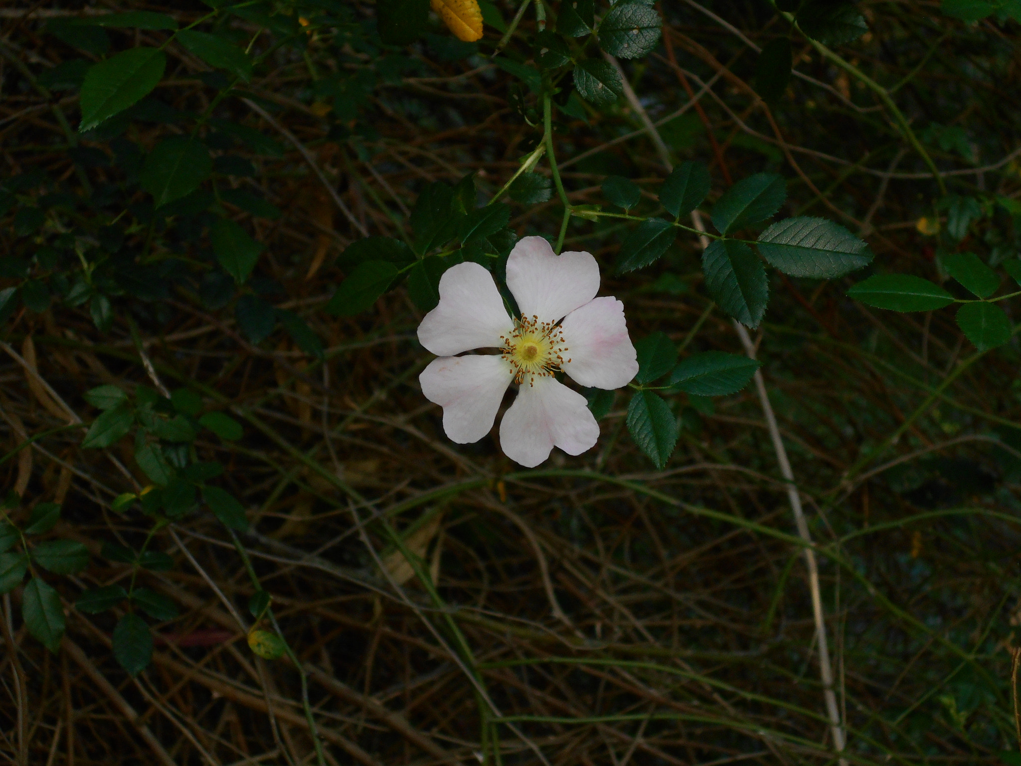 Nikon COOLPIX S2800 sample photo. Wild rose photography