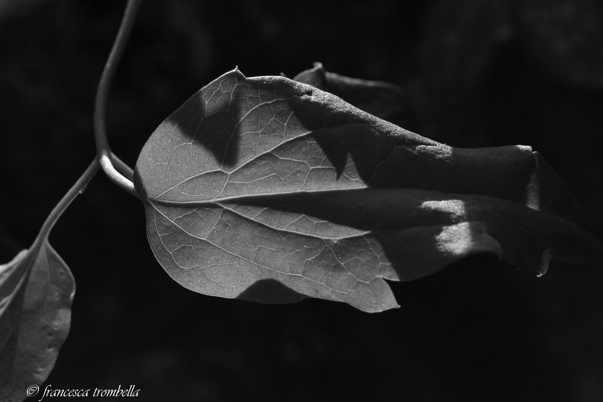 Nikon AF-S DX Micro Nikkor 40mm F2.8 sample photo. Foglia photography