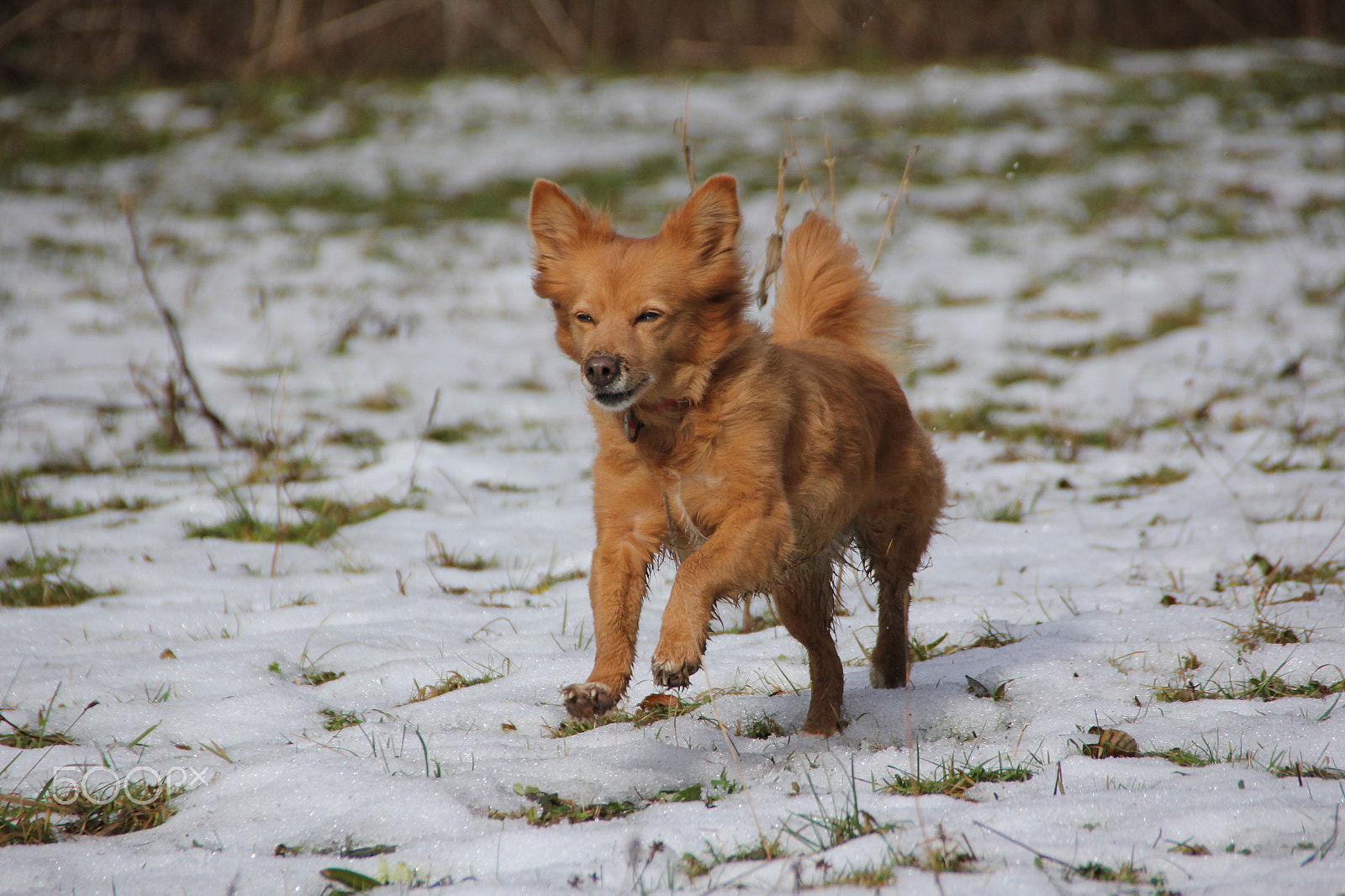 Canon EOS 550D (EOS Rebel T2i / EOS Kiss X4) + Tamron AF 18-250mm F3.5-6.3 Di II LD Aspherical (IF) Macro sample photo. Brown dog runs fast in snow photography