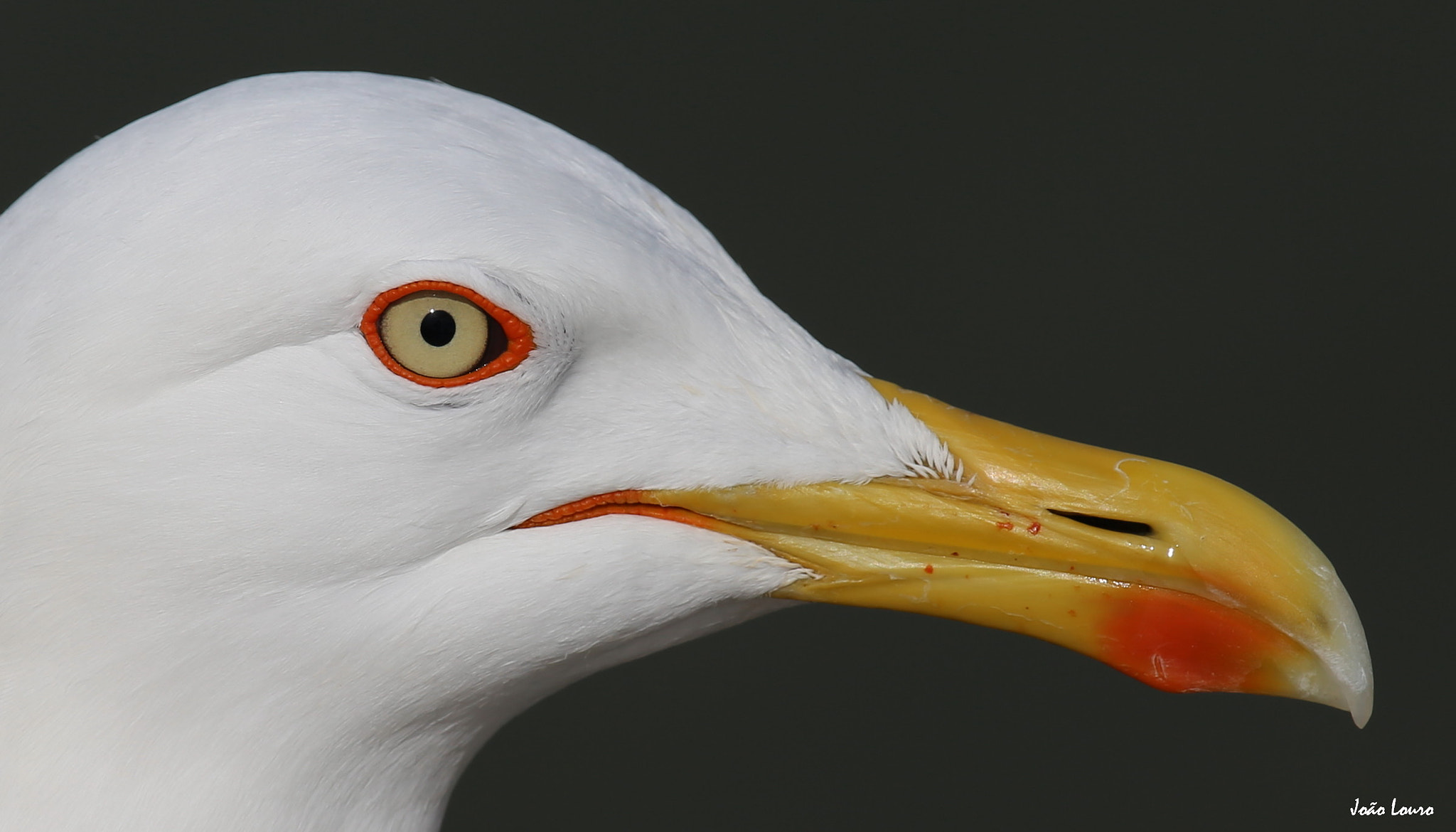 Canon EF 100-400mm F4.5-5.6L IS USM sample photo. Gaivota photography