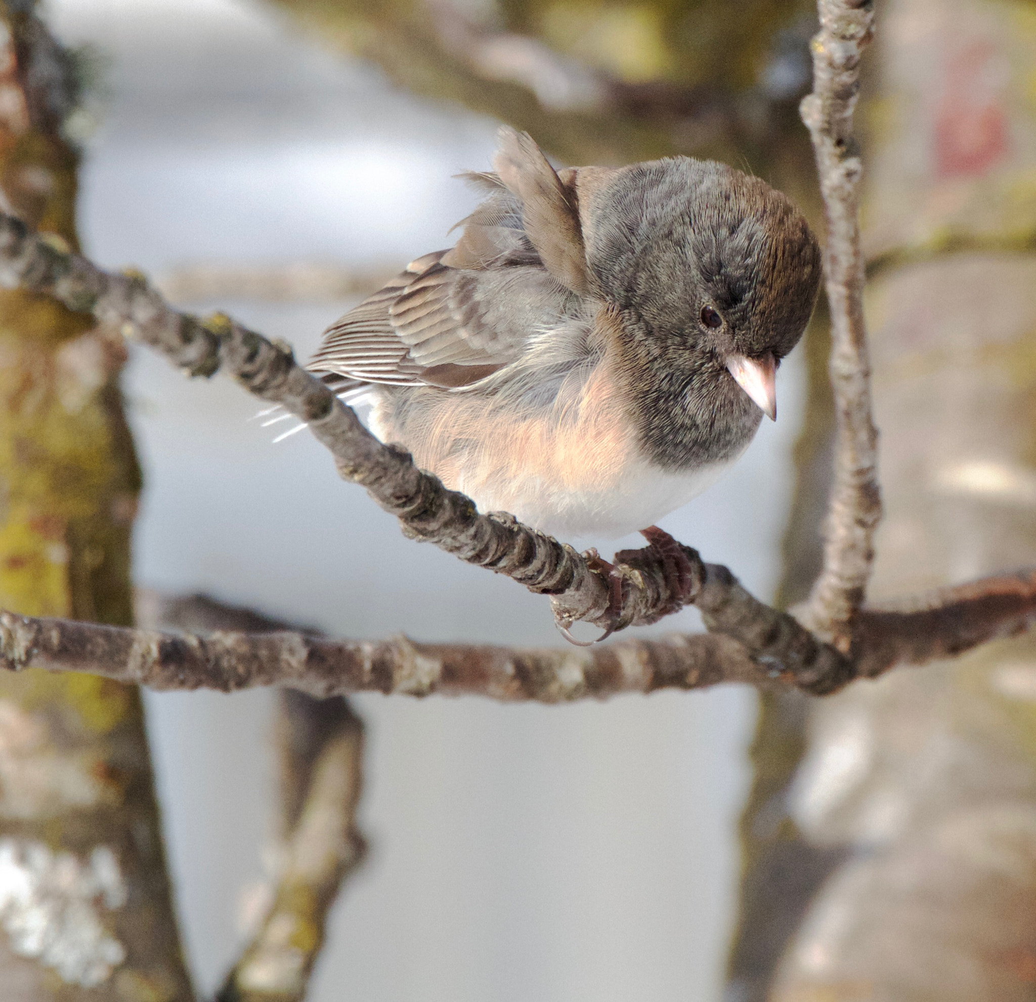 Canon EF 70-300mm F4-5.6L IS USM sample photo. Junco in wind photography