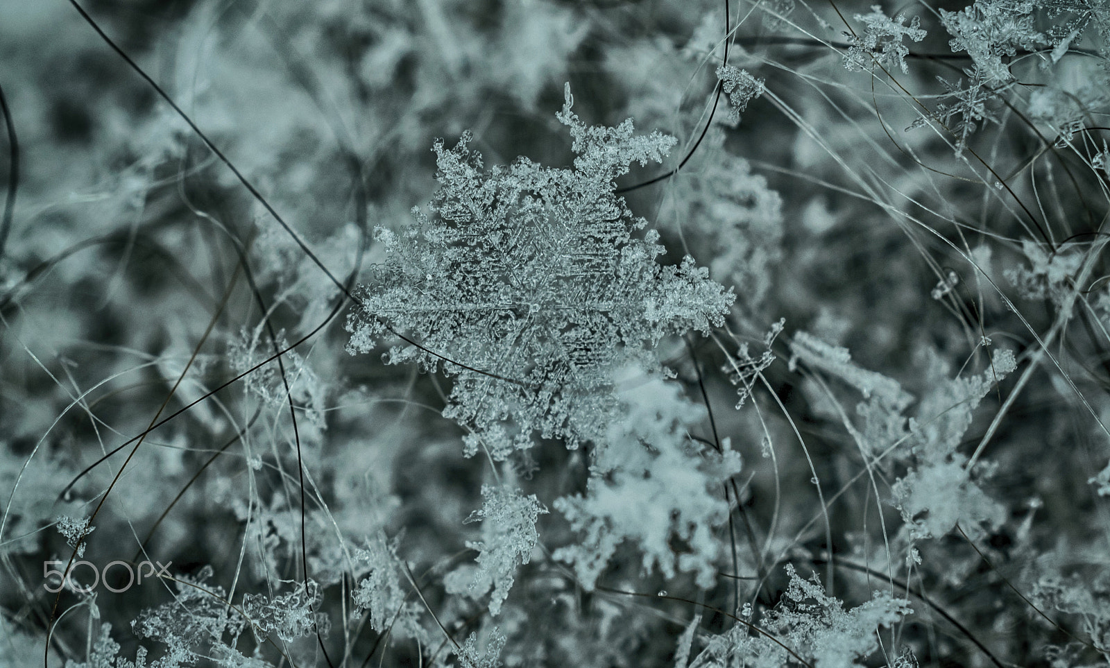 Nikon AF-S DX Micro Nikkor 40mm F2.8 sample photo. Real snowflake closeup on grey wool photography