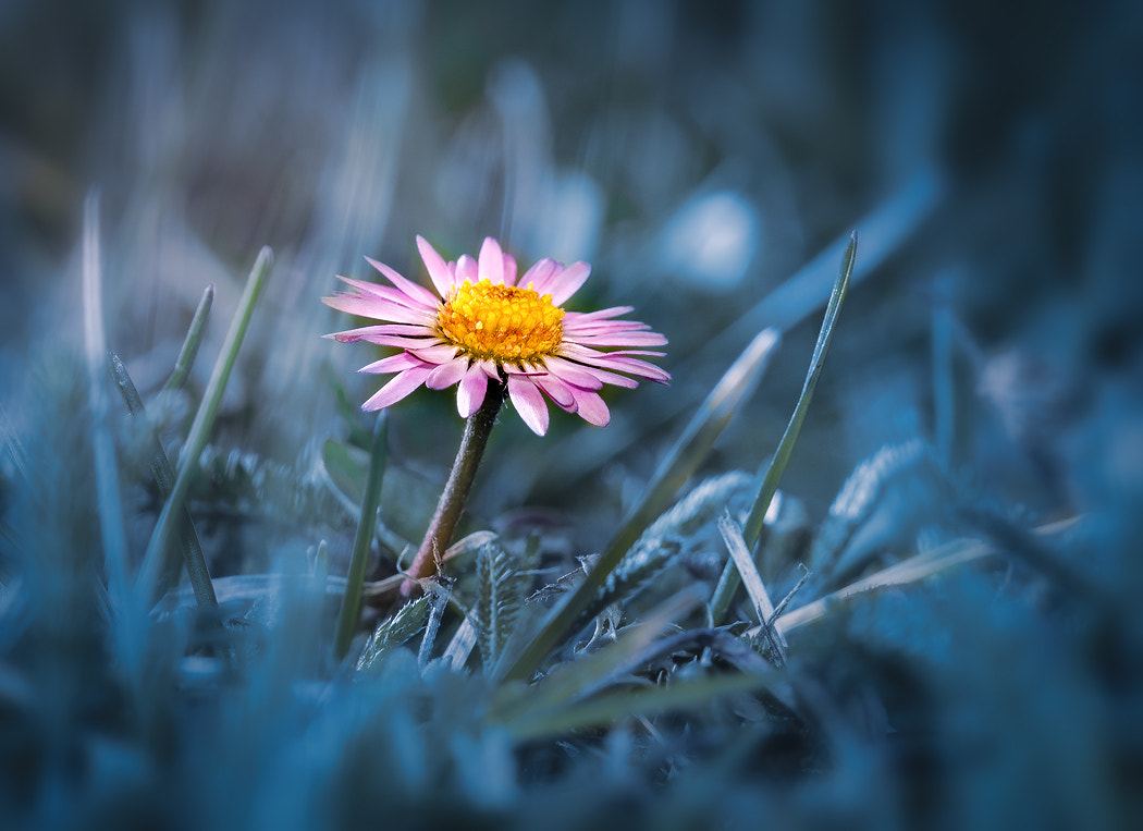 Sigma 105mm F2.8 EX DG OS HSM sample photo. Sedmikráska photography