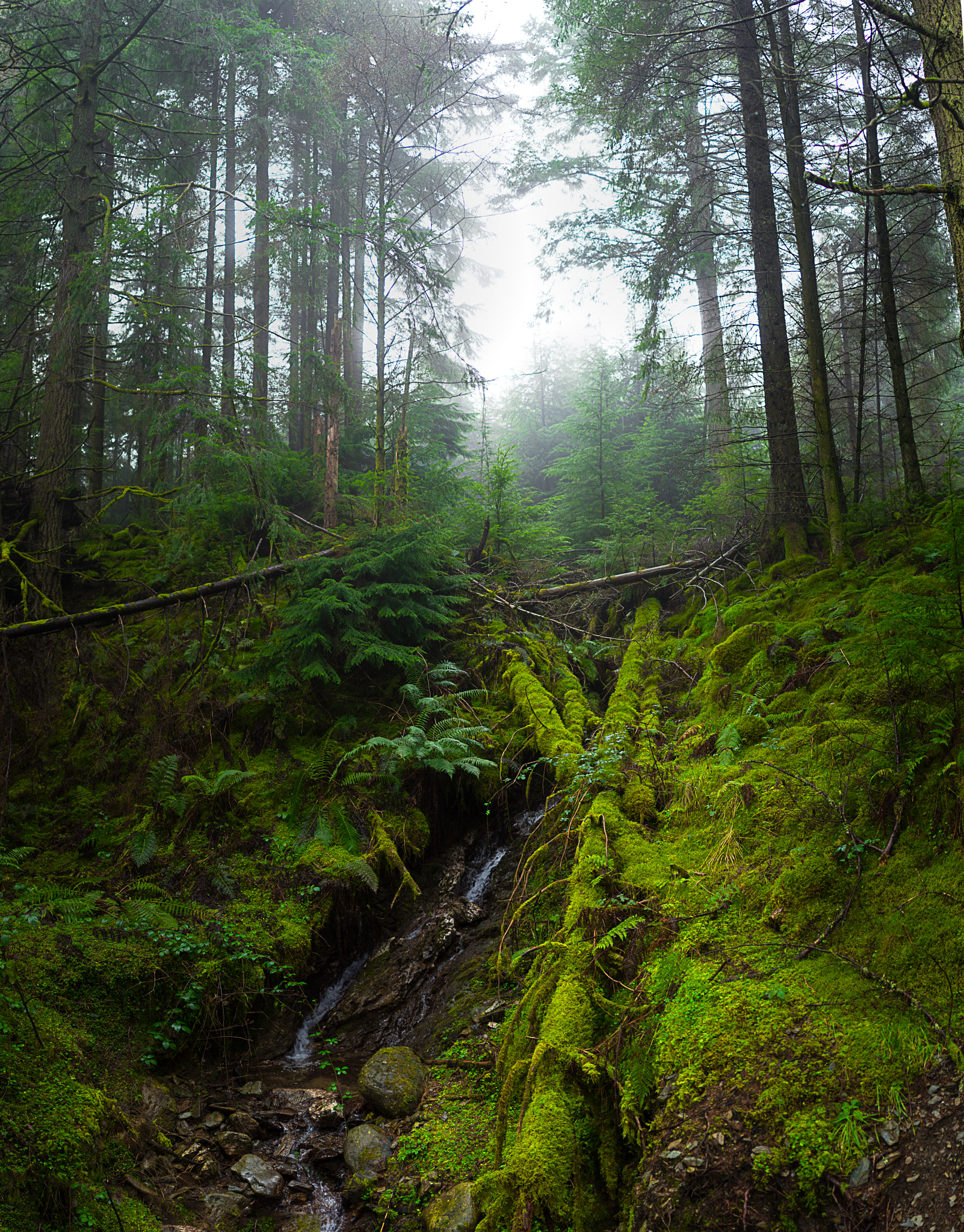 Olympus OM-D E-M10 + Olympus M.Zuiko Digital 25mm F1.8 sample photo. Winlatter forest photography
