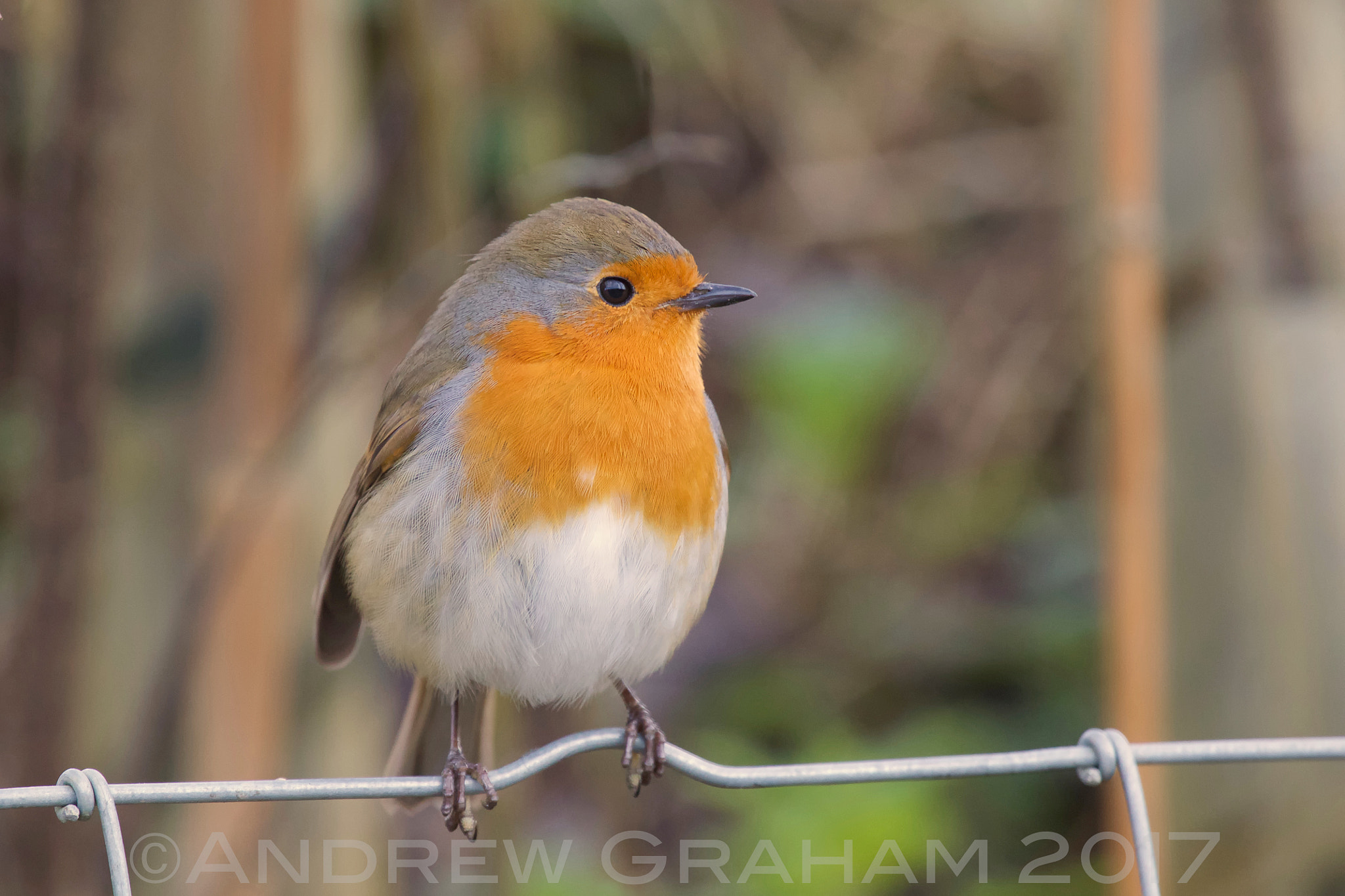 Canon EF 100-400mm F4.5-5.6L IS USM sample photo. Robin on a wire photography