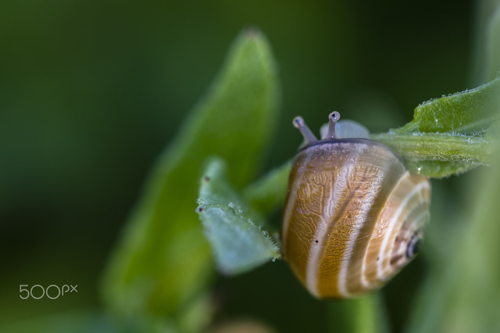 Sigma 150mm F2.8 EX DG Macro HSM sample photo. Is there anybody outhere? photography