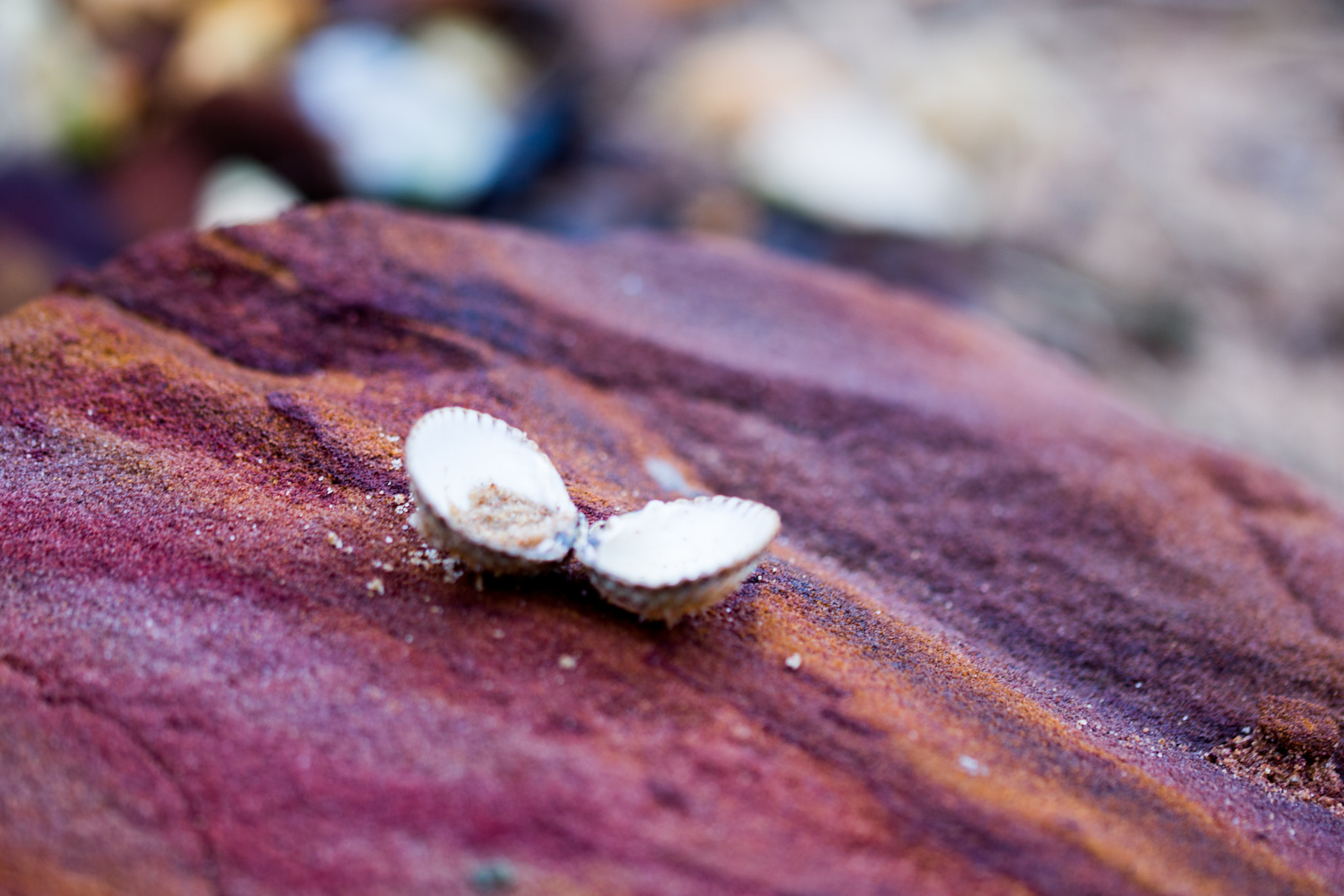 Sigma 105mm F2.8 EX DG OS HSM sample photo. Jerry's point, poole harbour photography