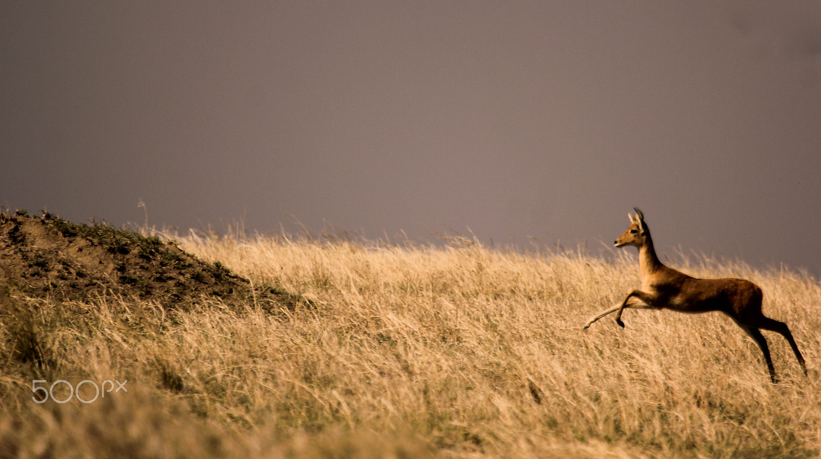 Canon EF 100-400mm F4.5-5.6L IS USM sample photo. Sprinting antelope photography