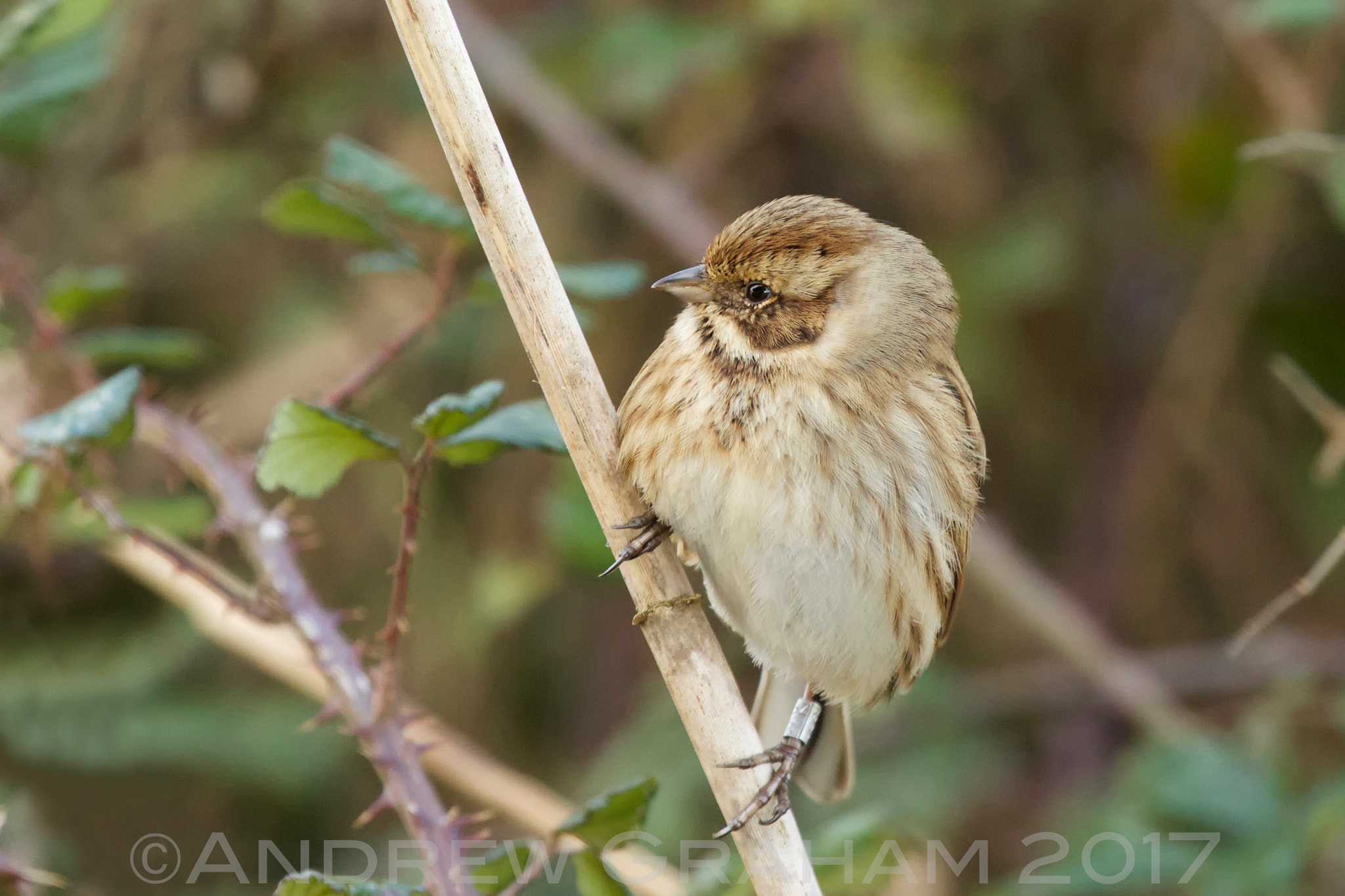 Canon EOS-1D Mark IV + Canon EF 100-400mm F4.5-5.6L IS USM sample photo. Ringed reed bunting photography