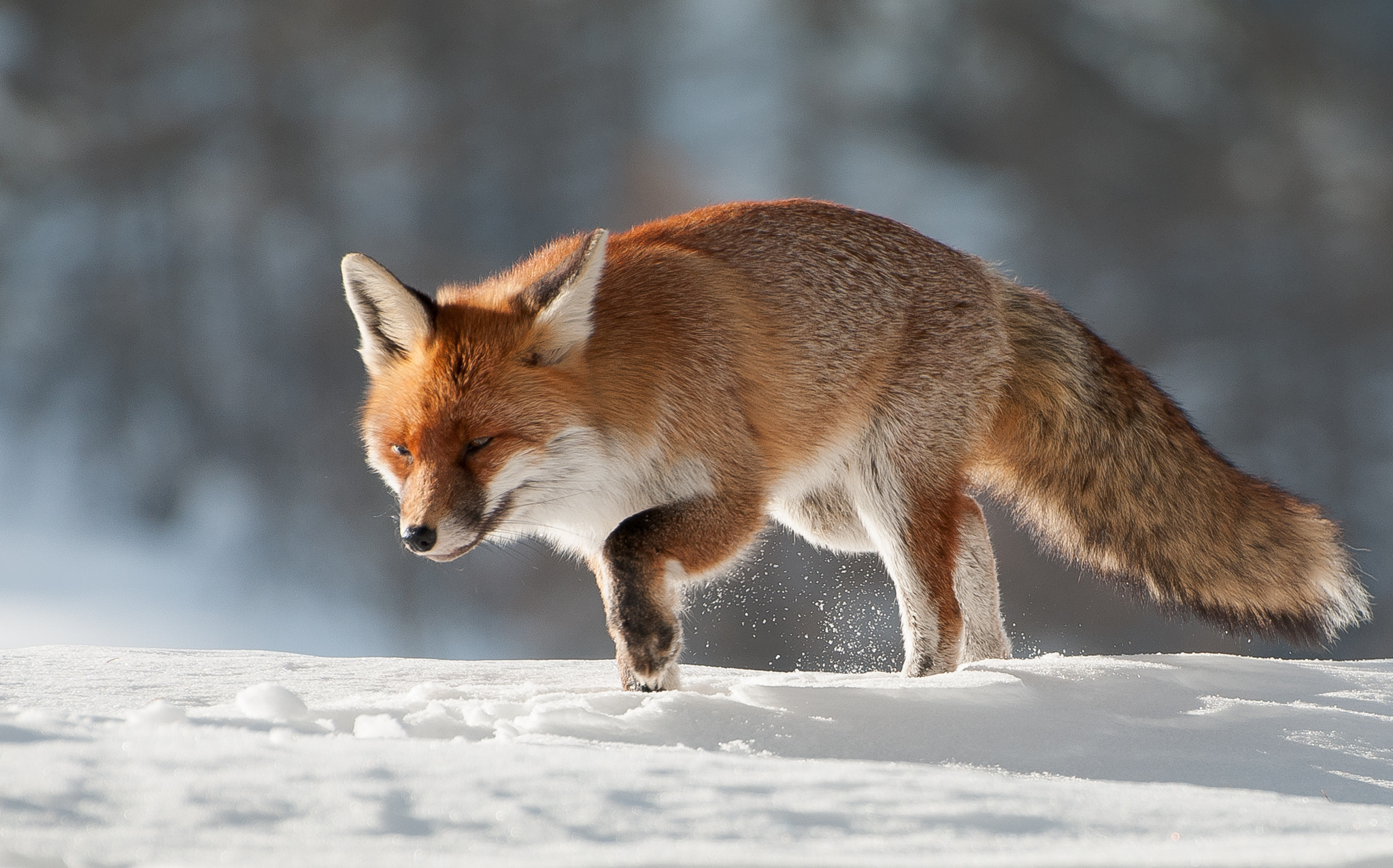 Nikon D300S sample photo. Fox photography