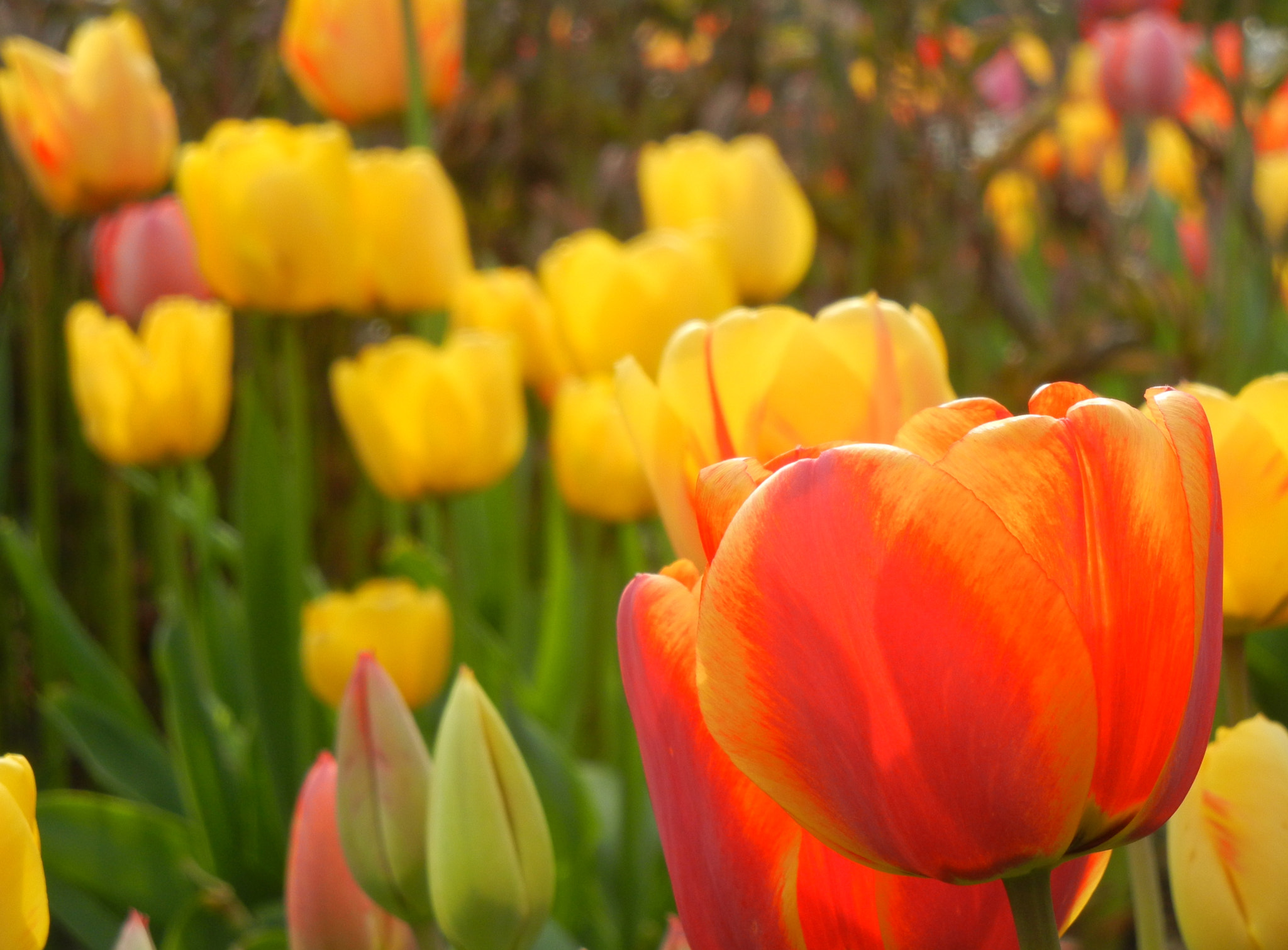 Nikon Coolpix S8100 sample photo. Coloured spring-like tulips photography