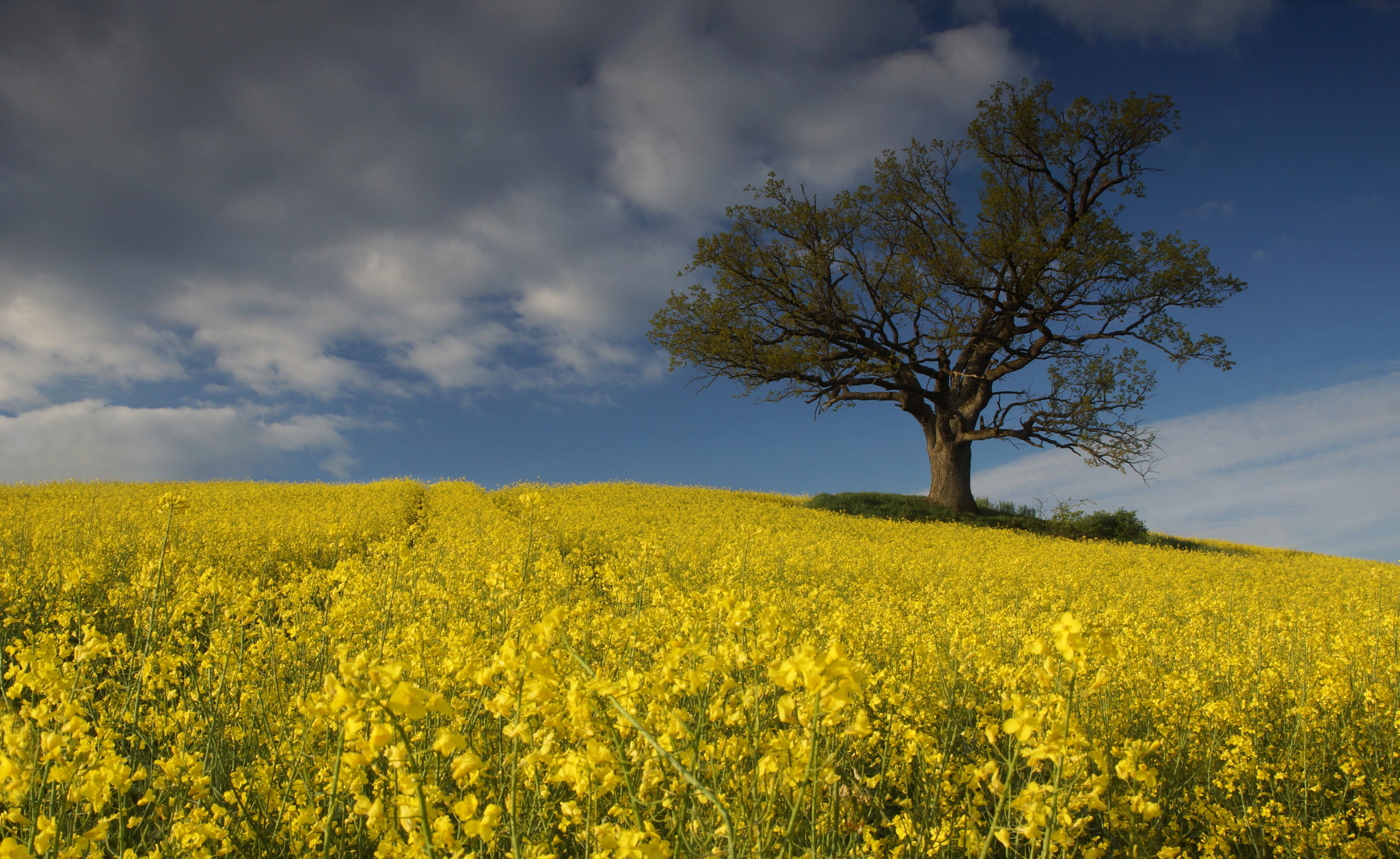 Sony SLT-A77 + Tamron Lens (255) sample photo. Yellow world photography