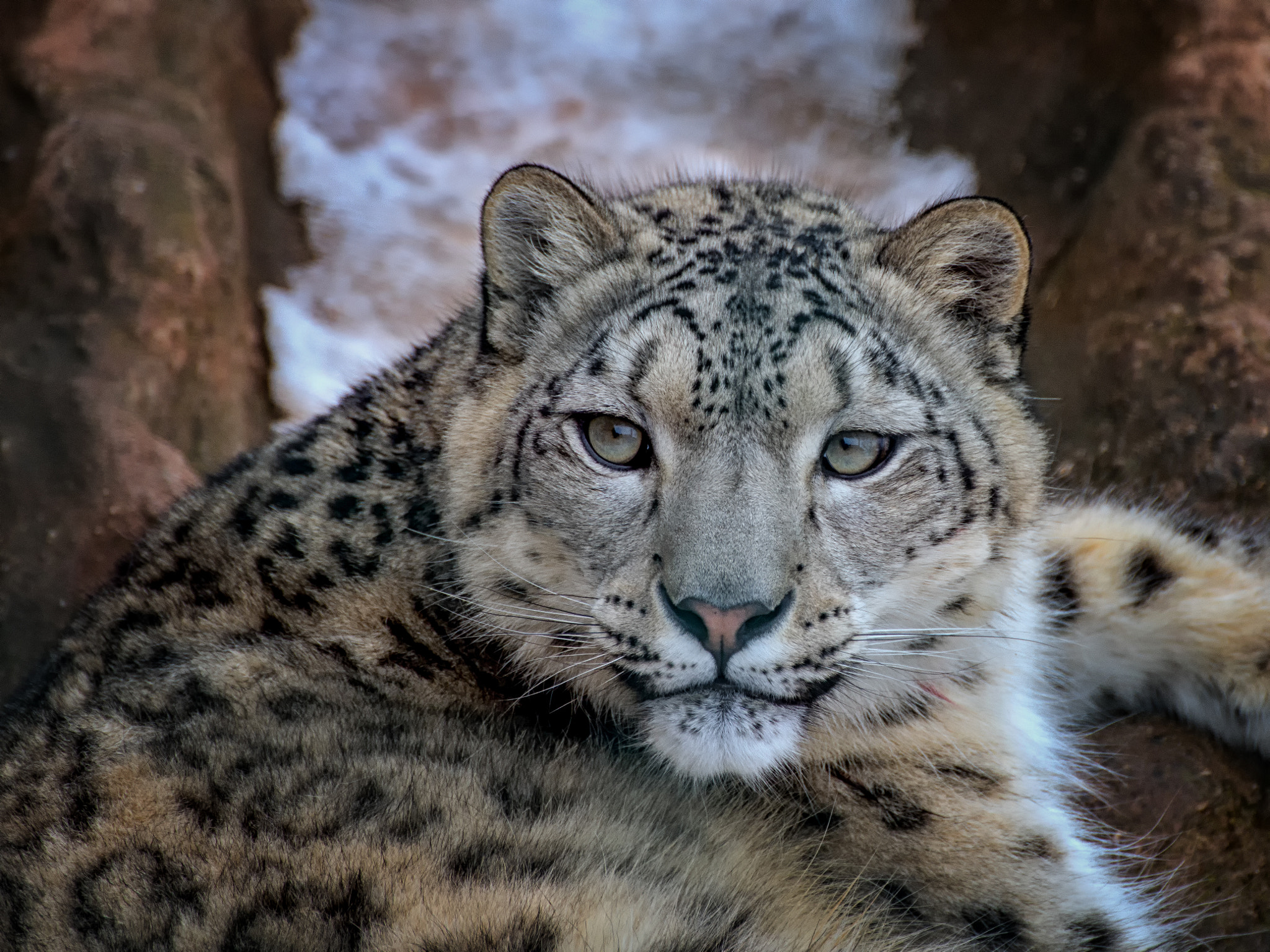 Canon EOS 60D sample photo. Irbis - panthera uncia photography