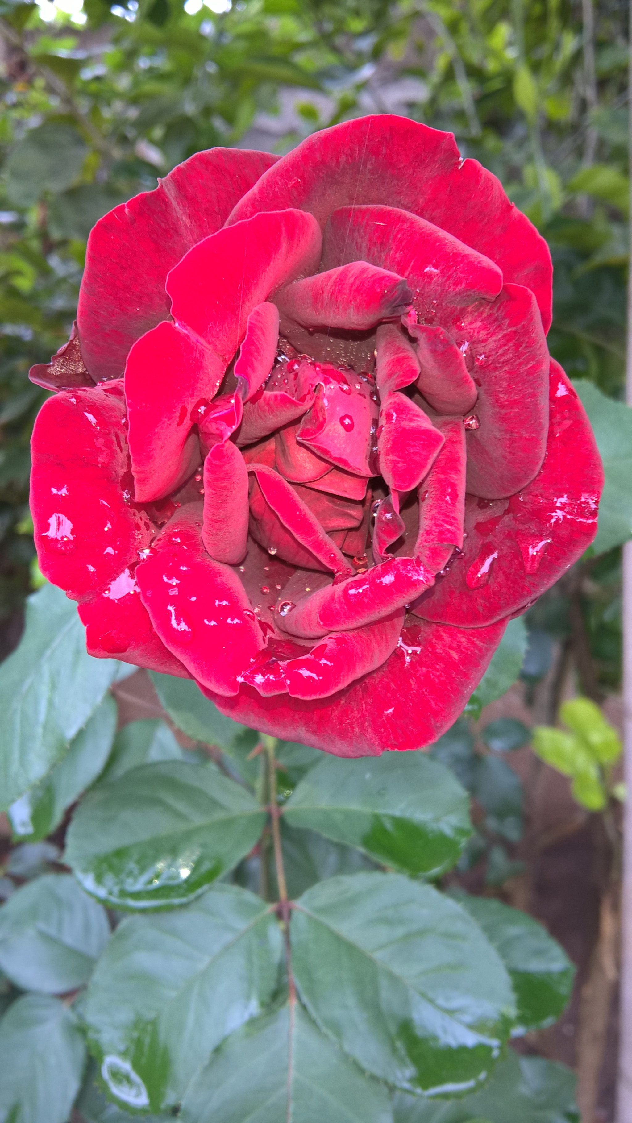 Microsoft Lumia 640 XL sample photo. Rosa photography