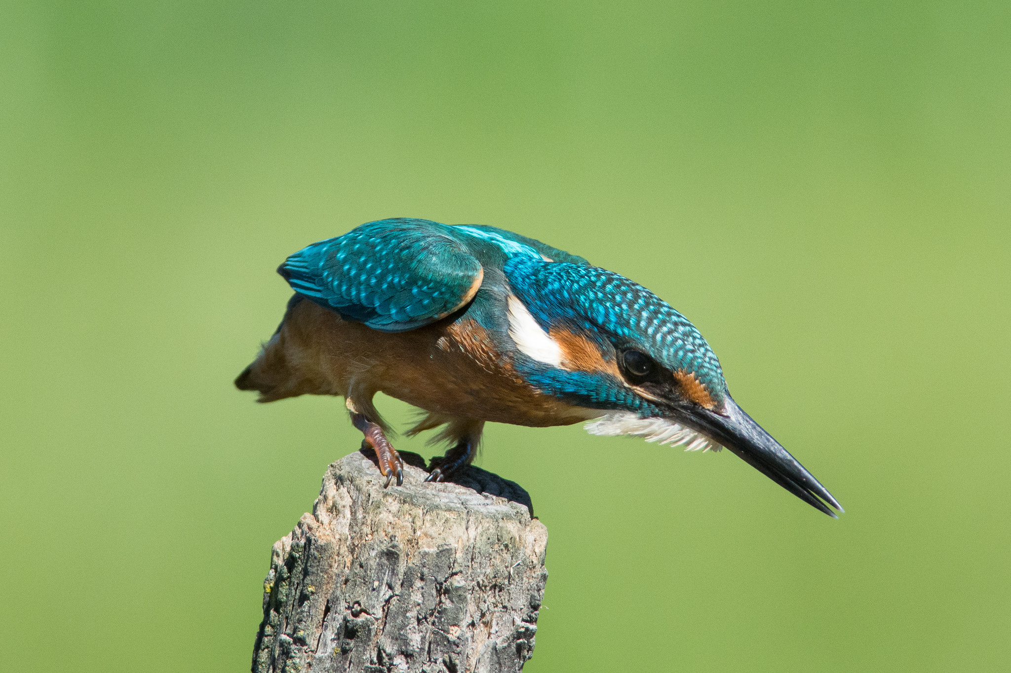 Nikon D7200 + Nikon AF-S Nikkor 300mm F4D ED-IF sample photo. Martin pescatore photography